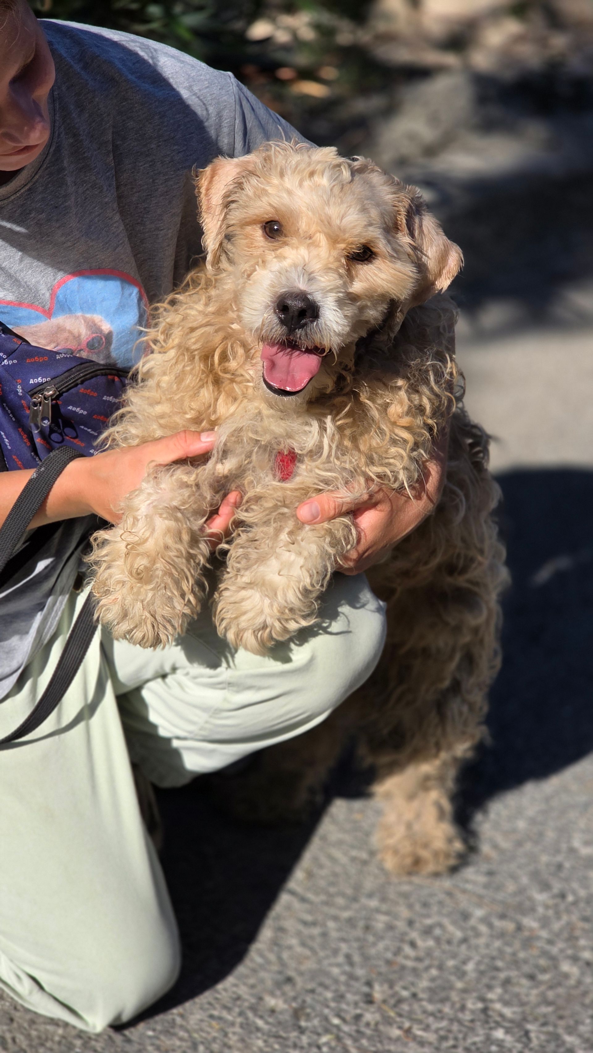 Mars - Successfully adopted rescued dog
