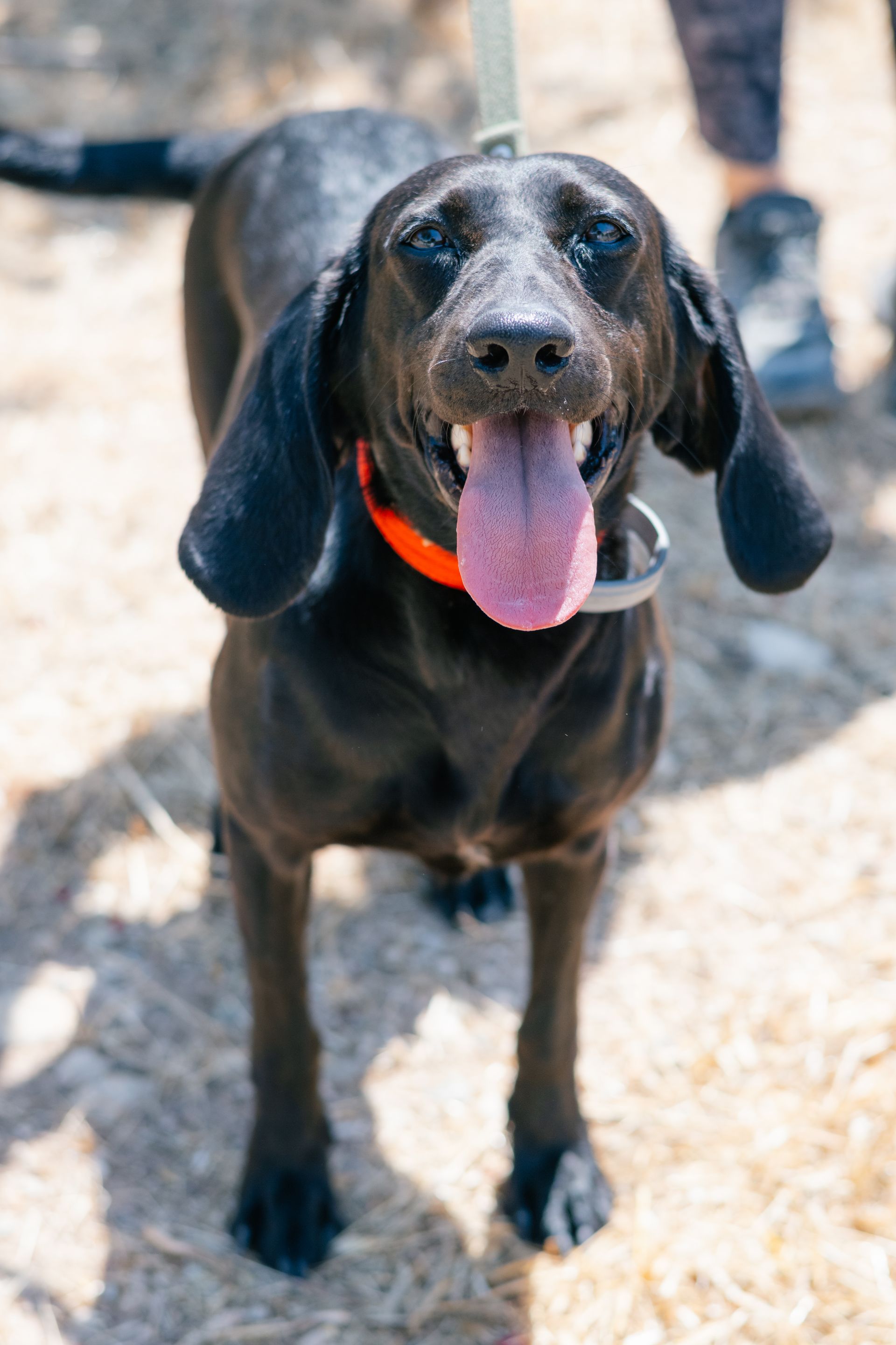 Roxy - Successfully adopted rescued dog