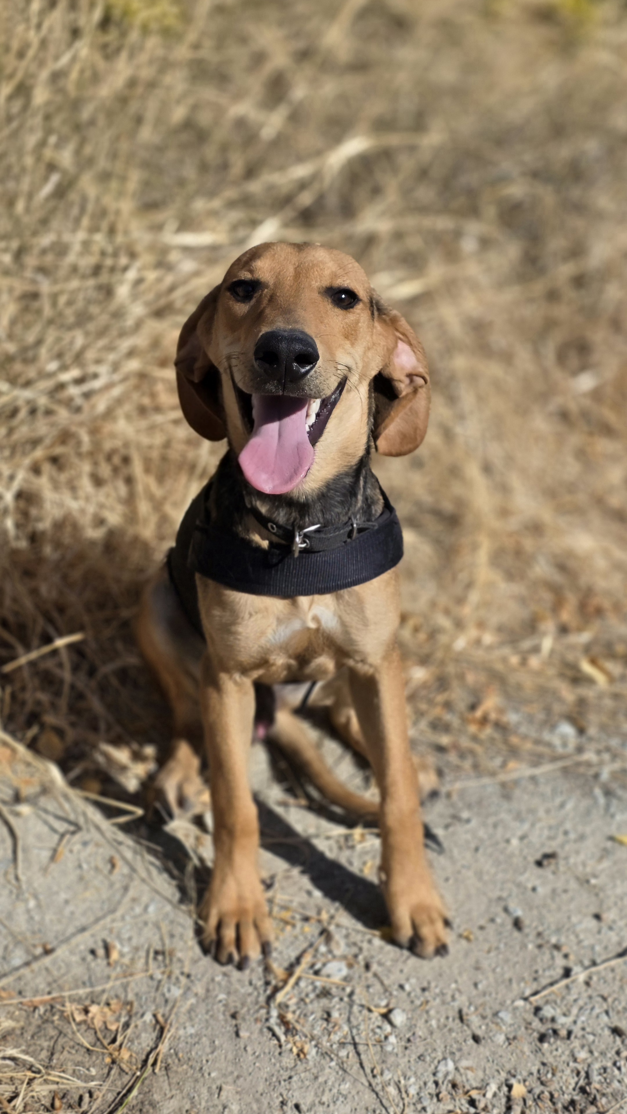 Oliver - Successfully adopted rescued dog