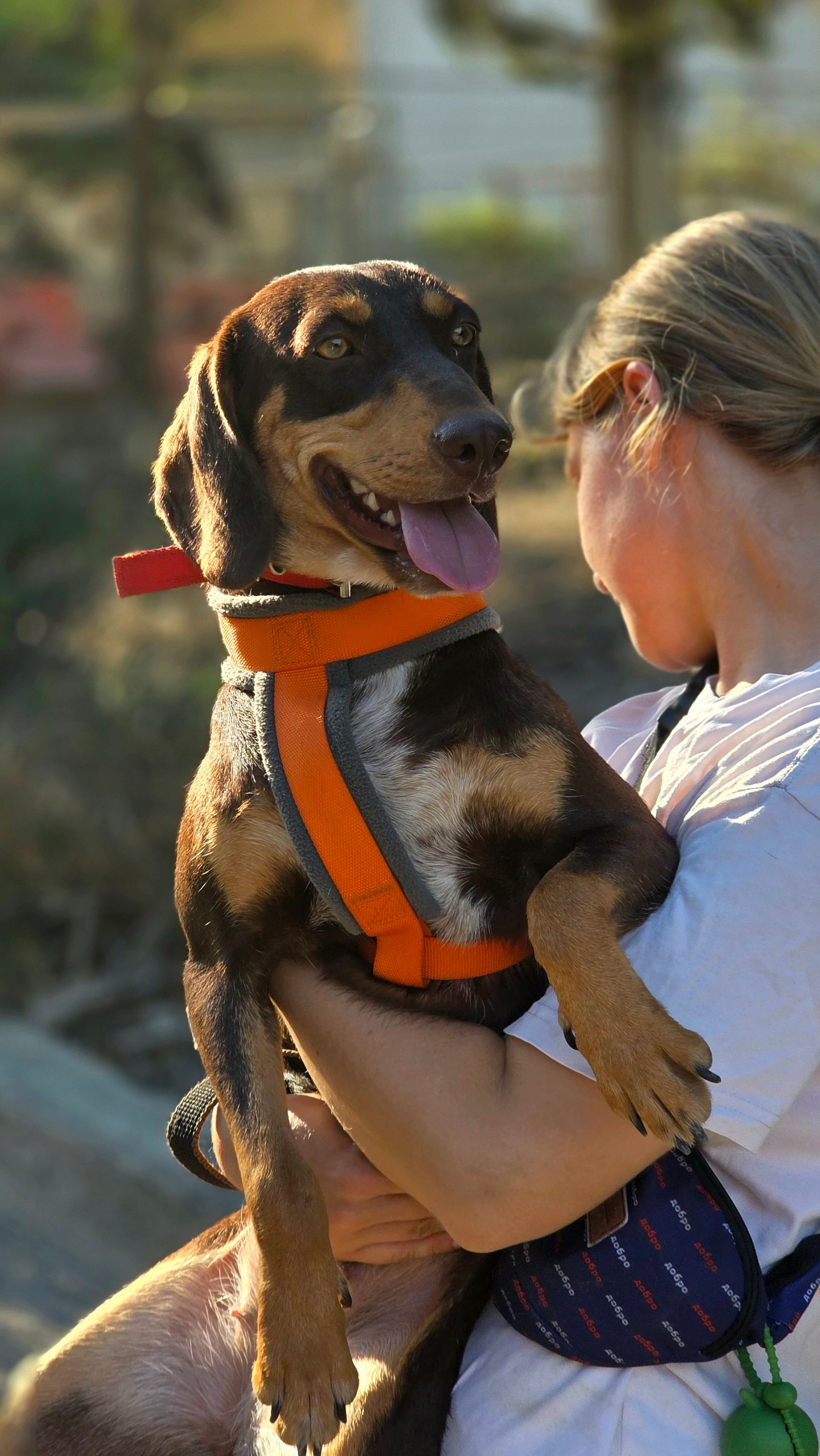 Cinnamon - Successfully adopted rescued dog