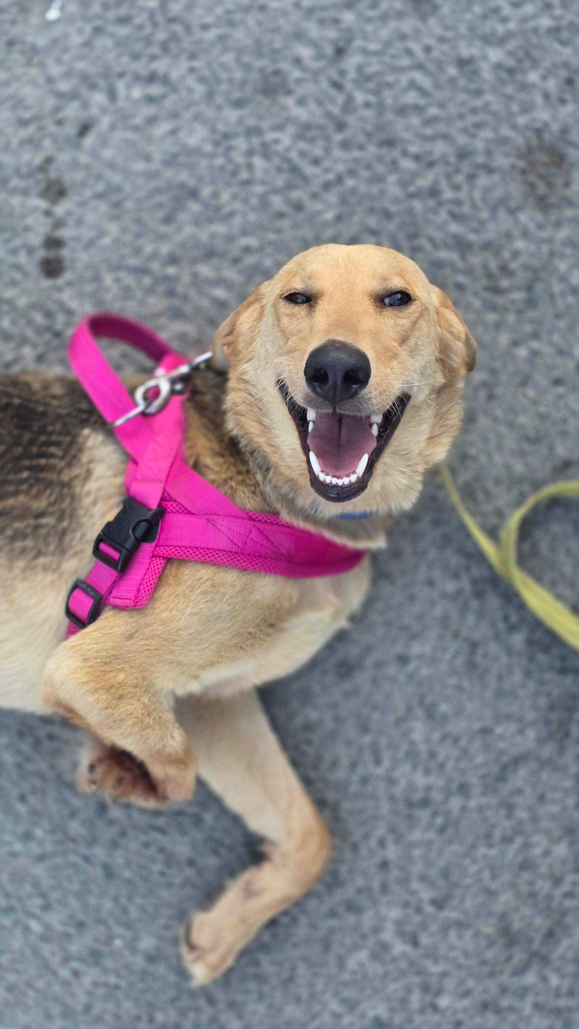 Goldie - Successfully adopted rescued dog