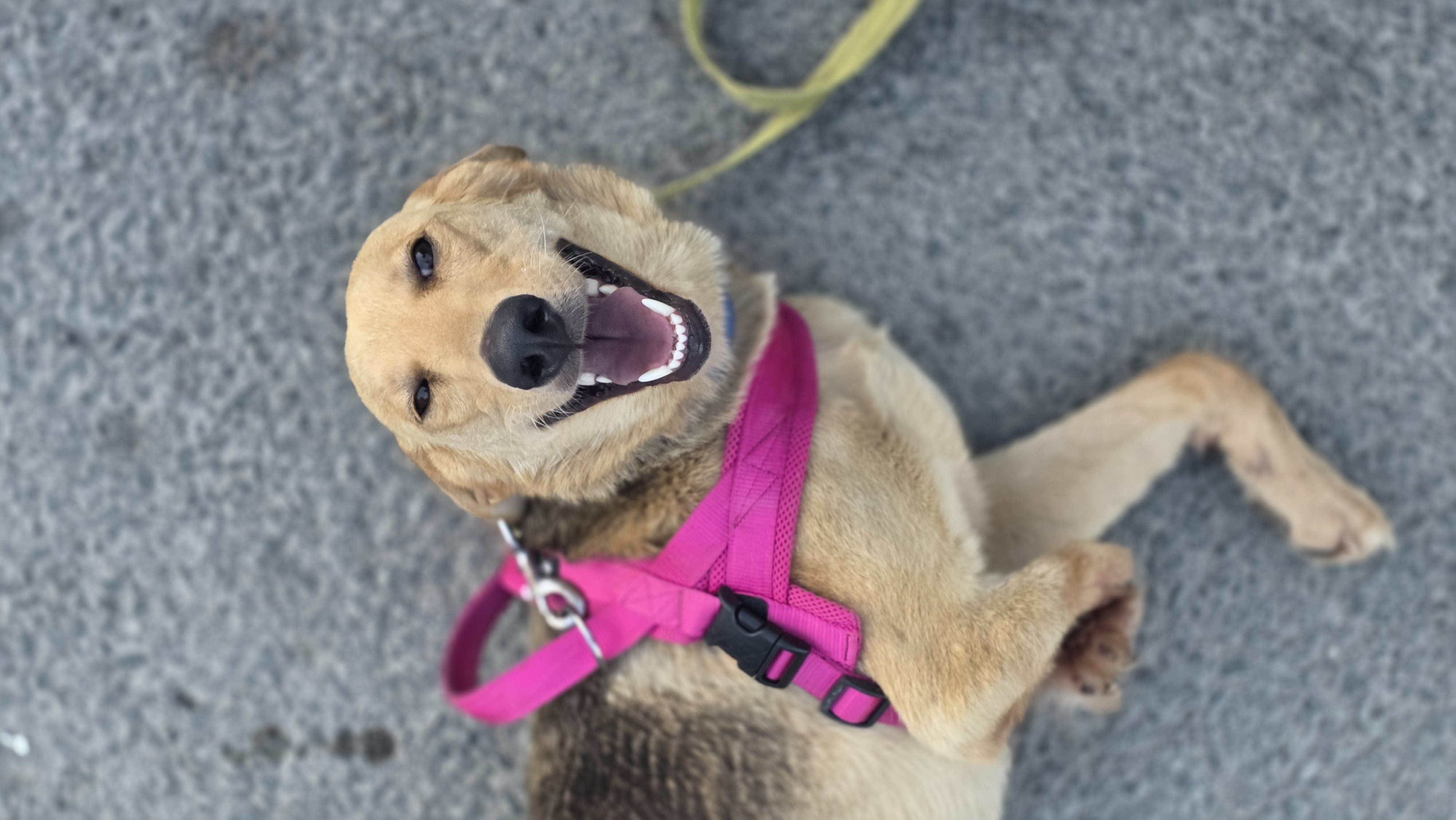 Goldie - Successfully adopted rescued dog