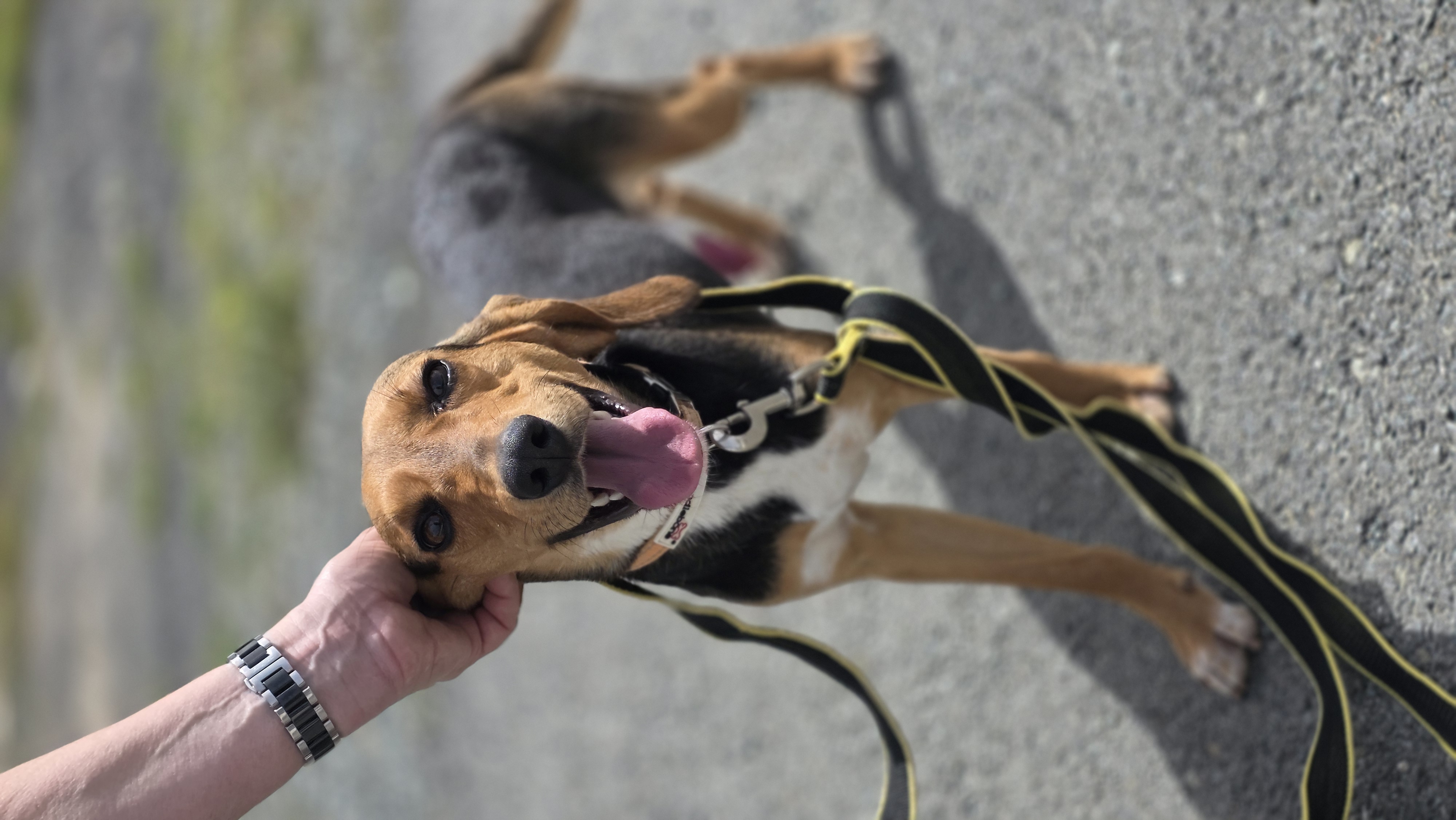 Danny - Successfully adopted rescued dog
