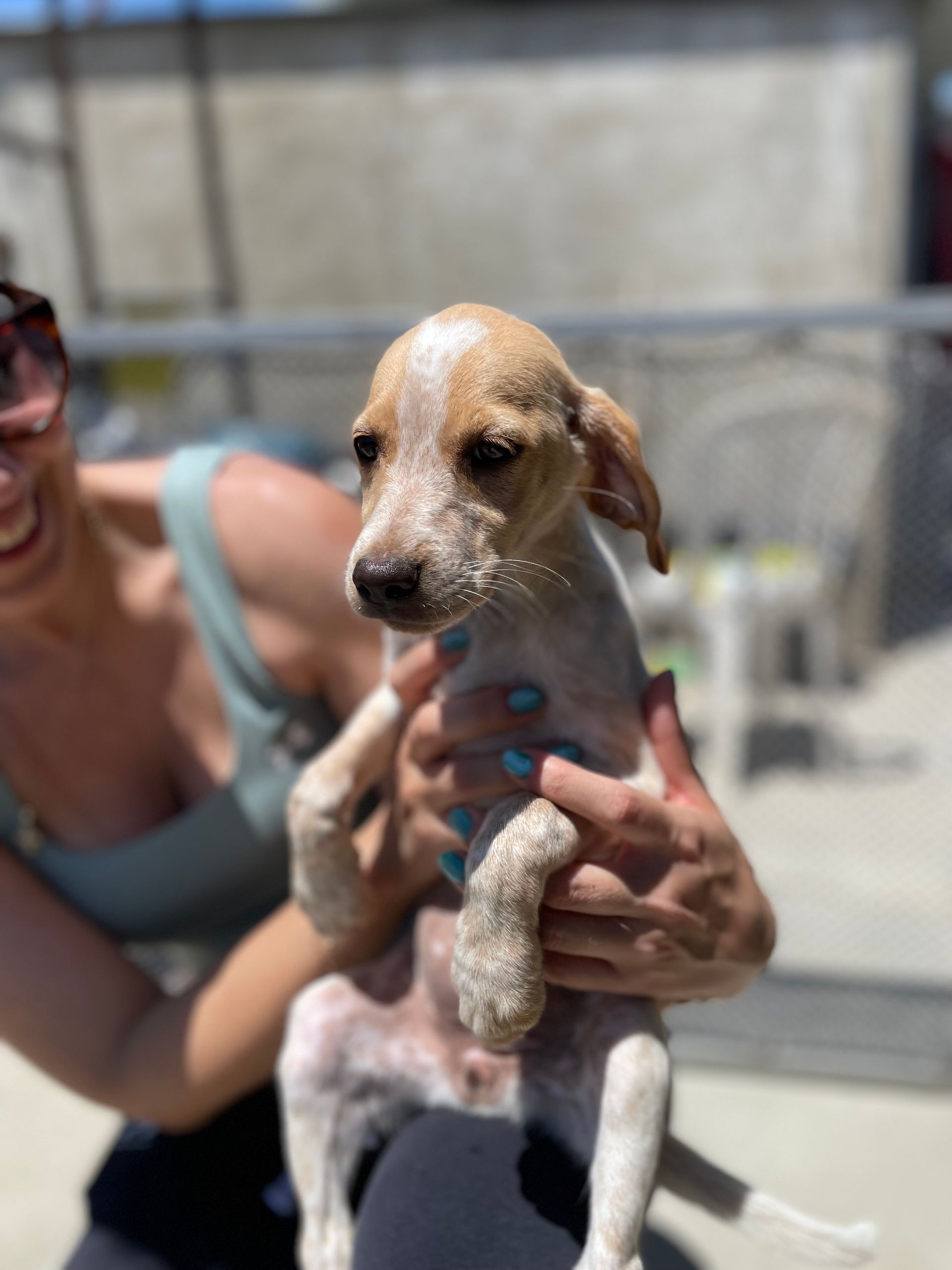 Hazel - Successfully adopted rescued dog
