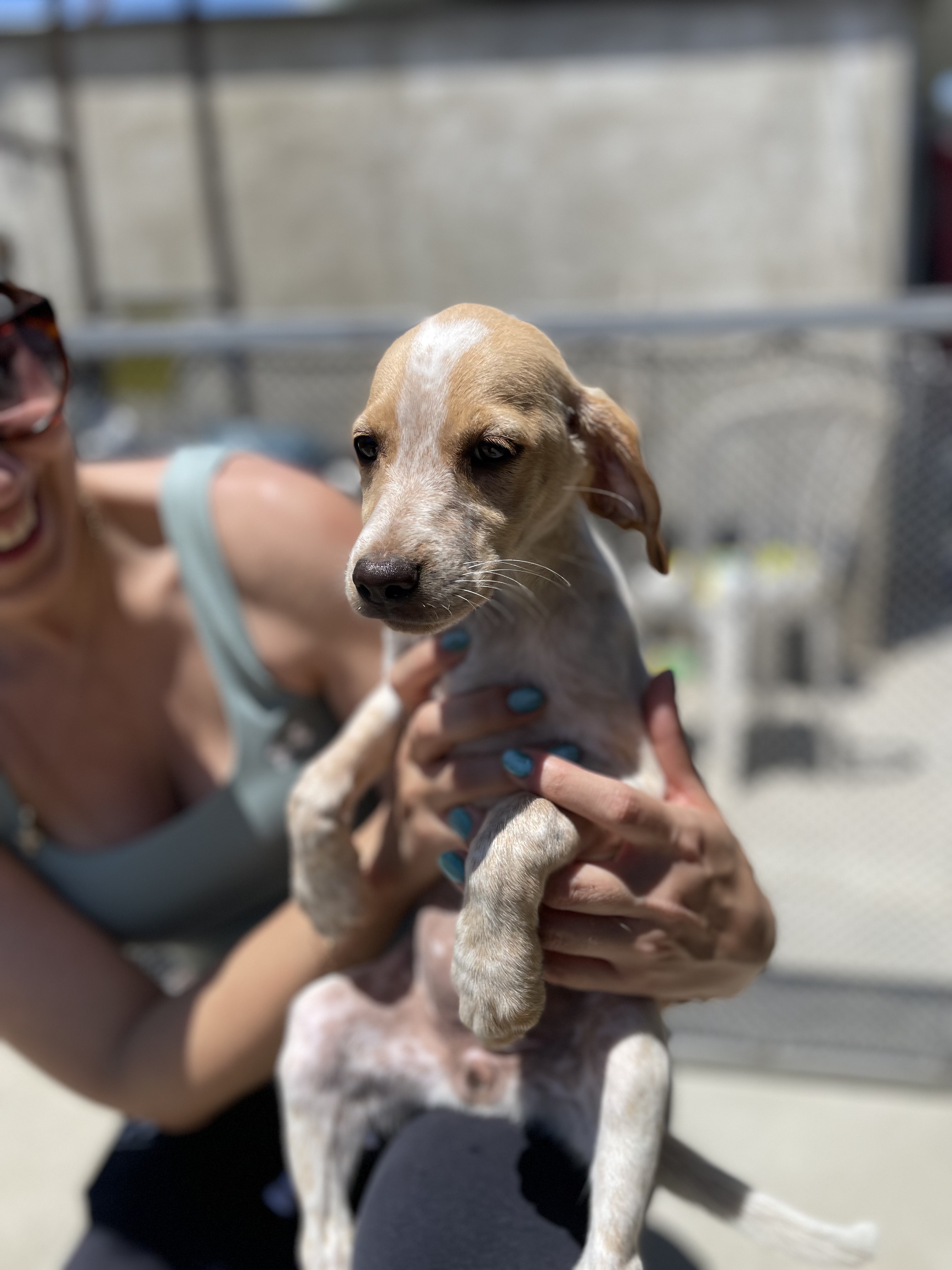 Hazel - Successfully adopted rescued dog