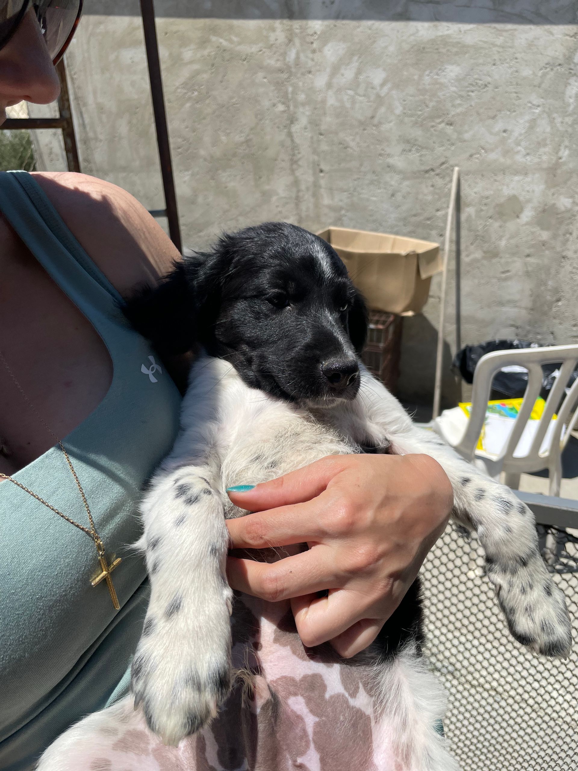 Kaju - Successfully adopted rescued dog