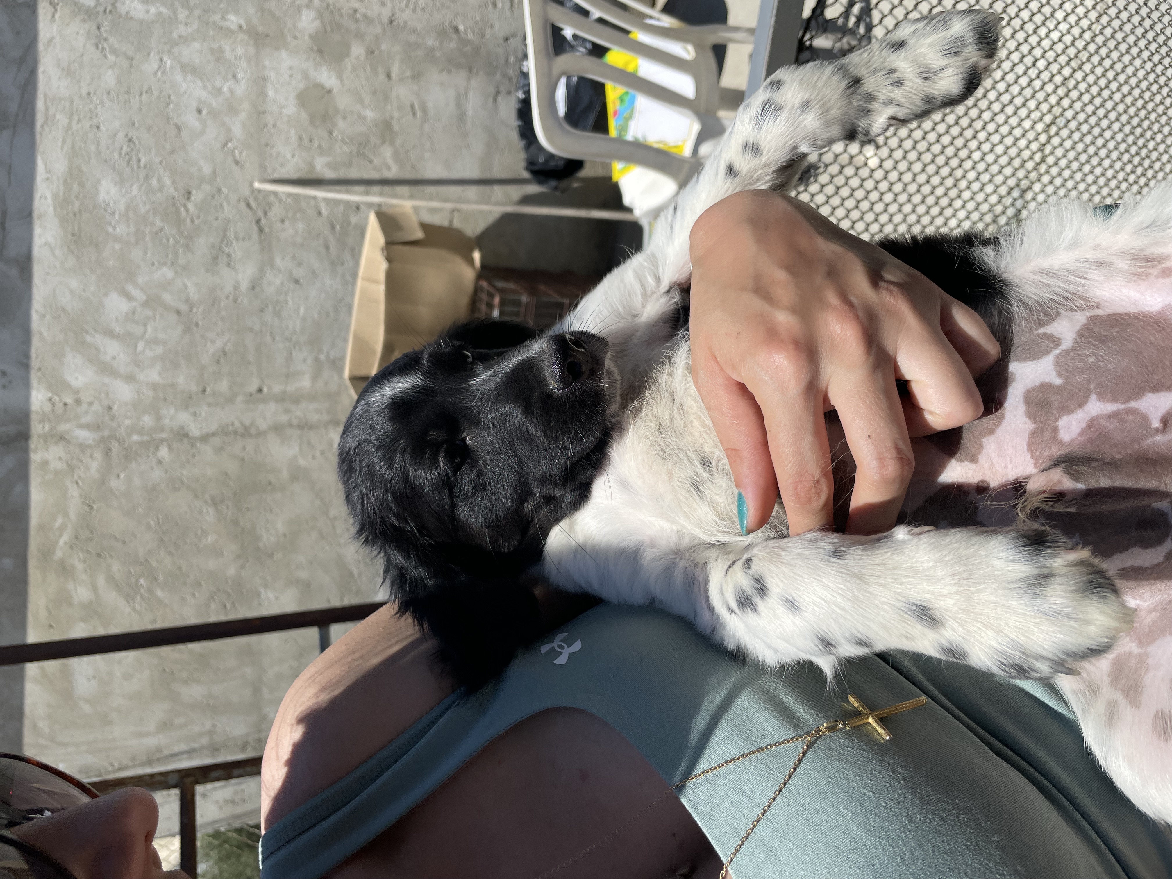 Kaju - Successfully adopted rescued dog