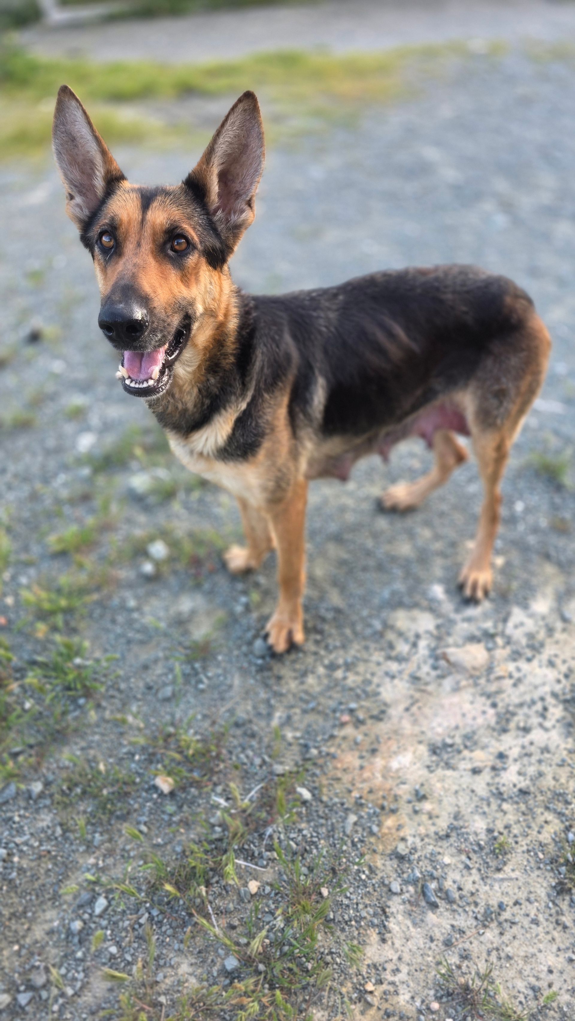 Indy - Successfully adopted rescued dog