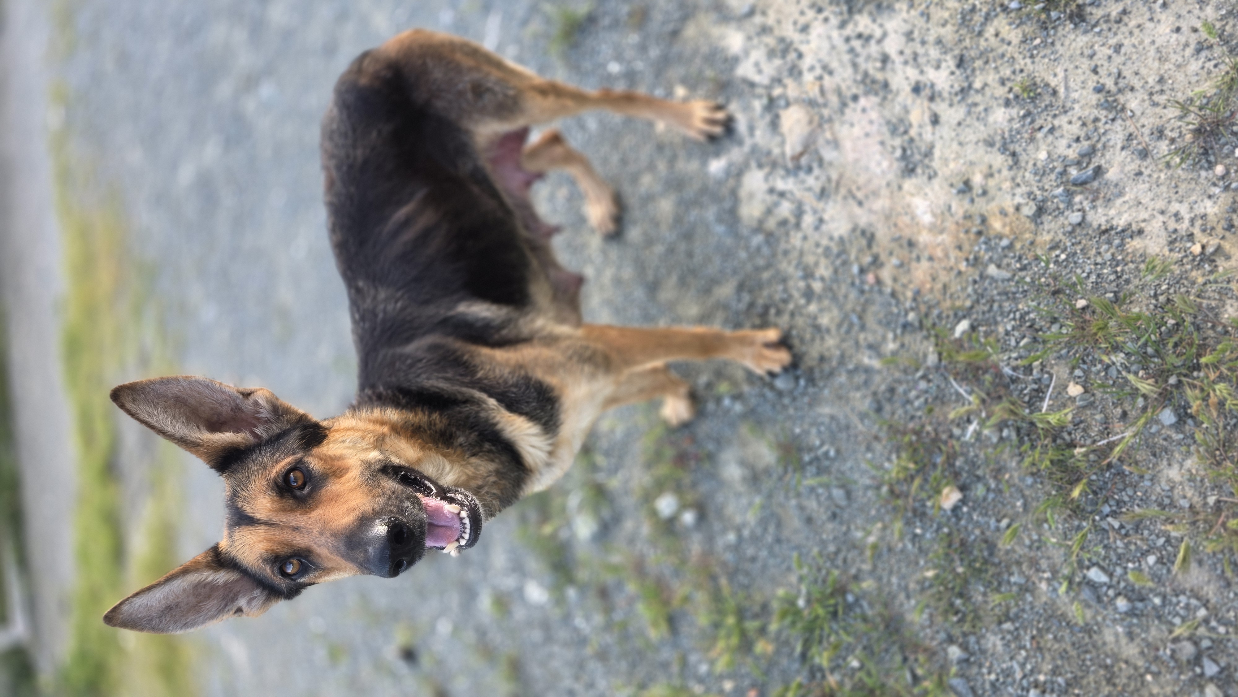 Indy - Successfully adopted rescued dog