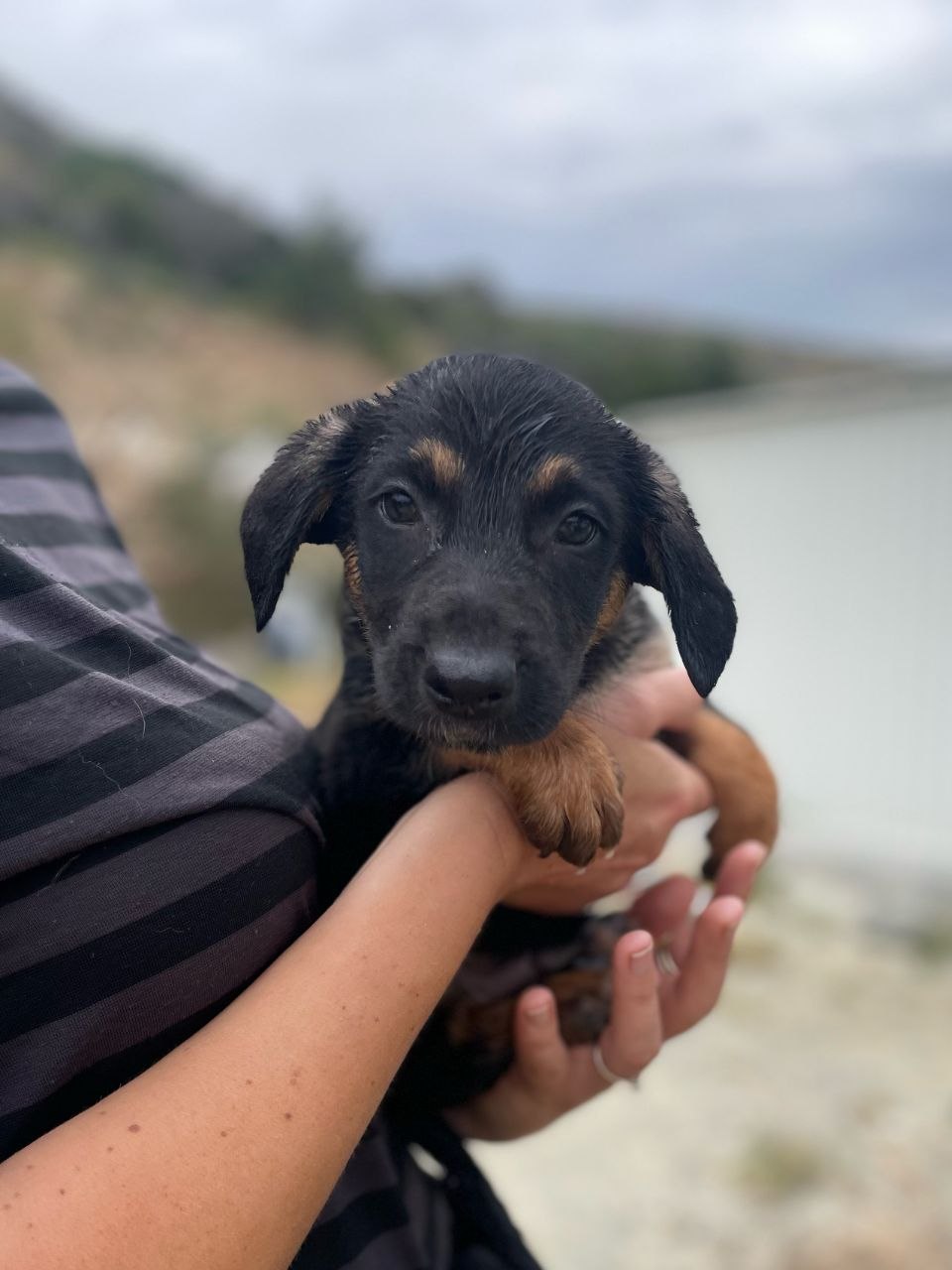 Mufasa - Successfully adopted rescued dog