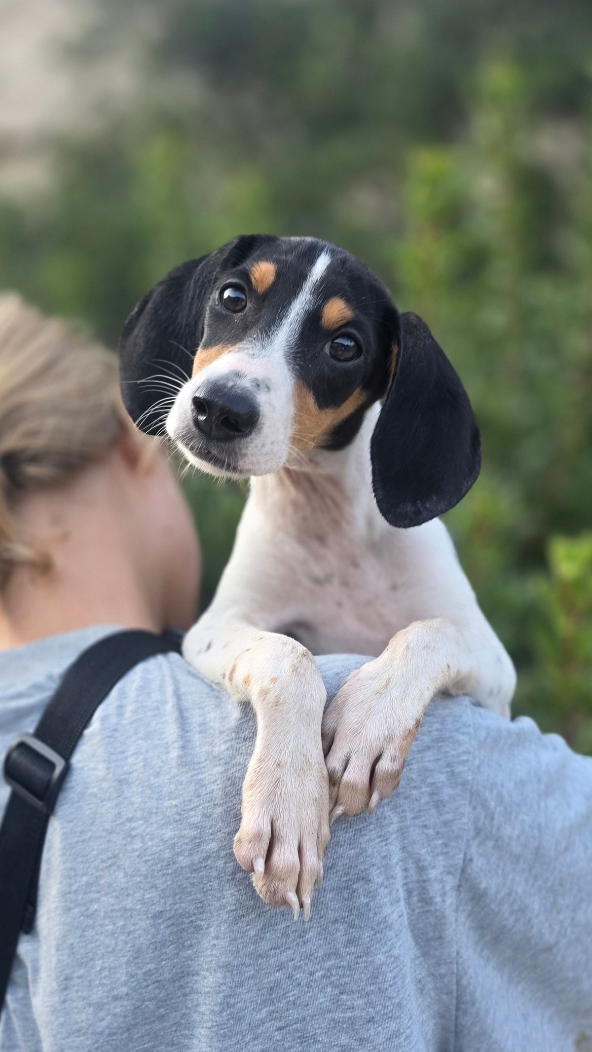 Nelly - Successfully adopted rescued dog