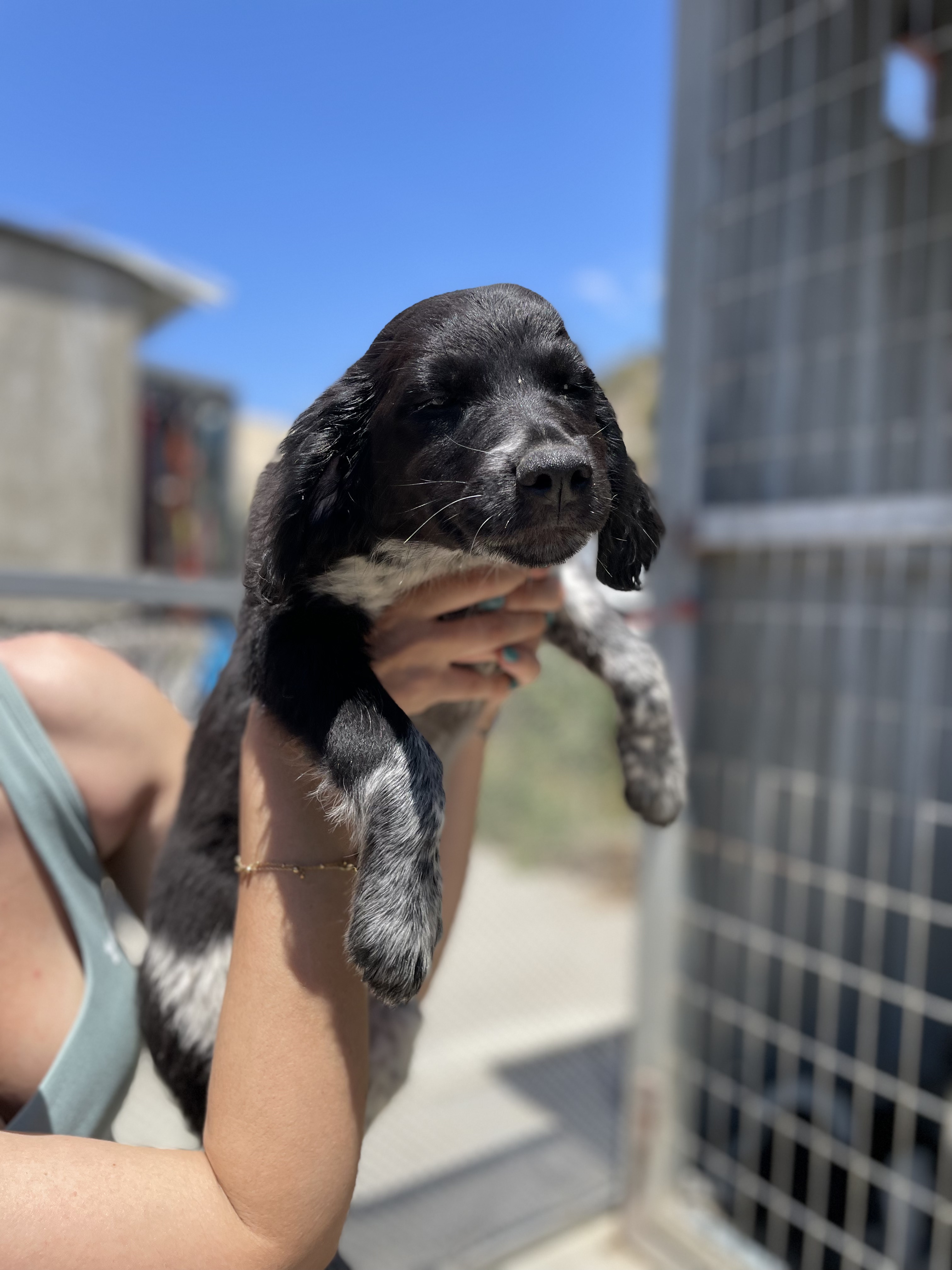 Pina - Successfully adopted rescued dog