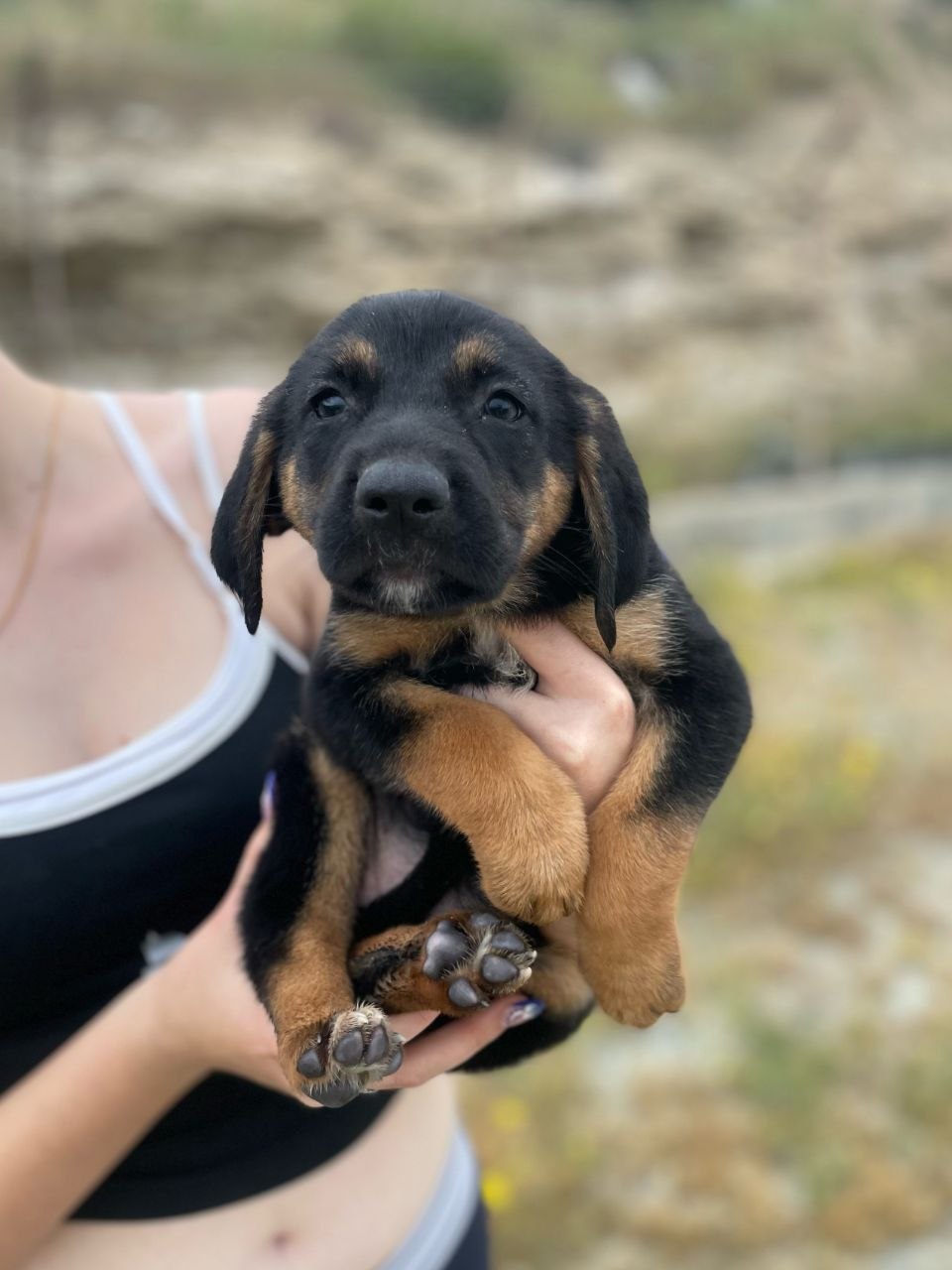 Sarabi - Successfully adopted rescued dog