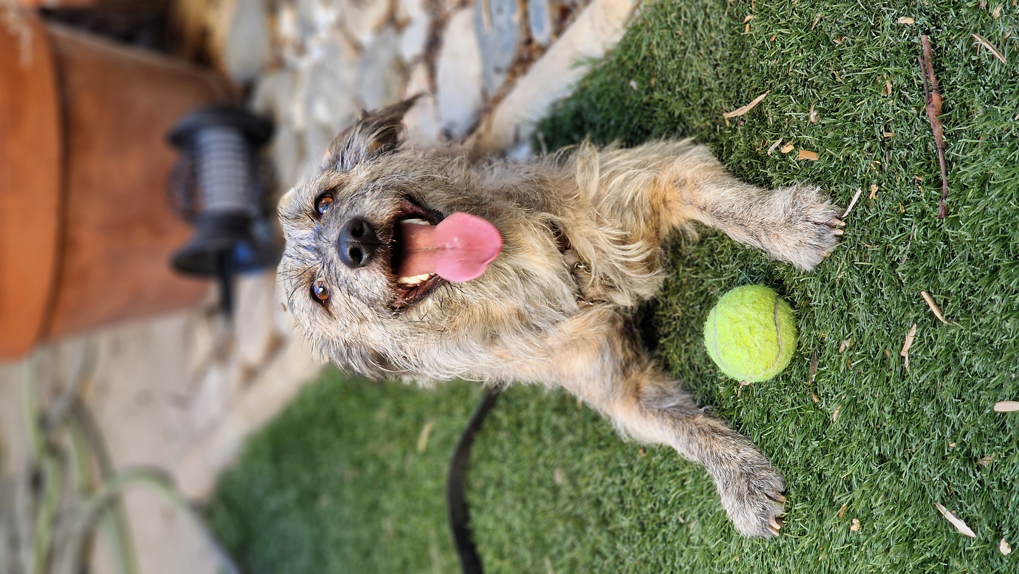 Lola - Successfully adopted rescued dog