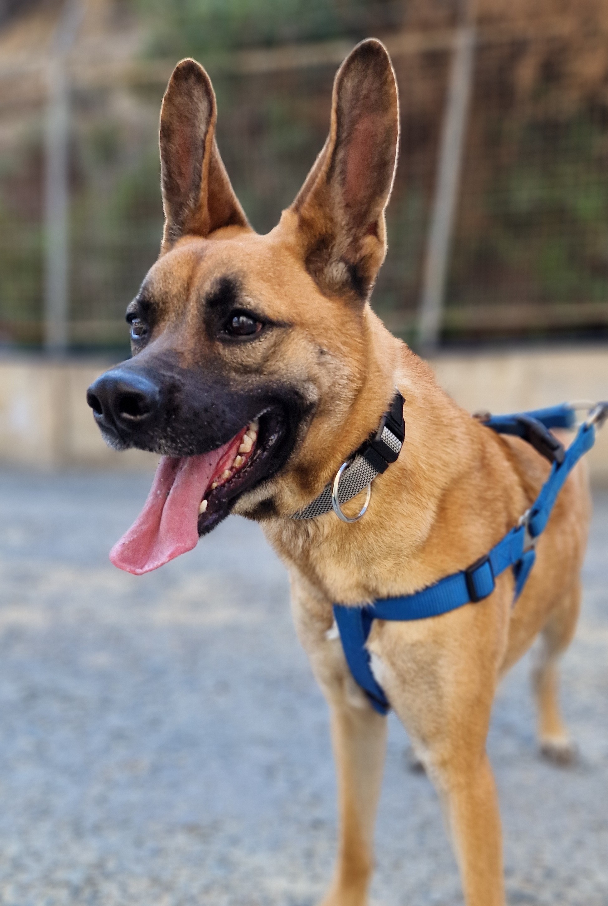 Anya - Successfully adopted rescued dog