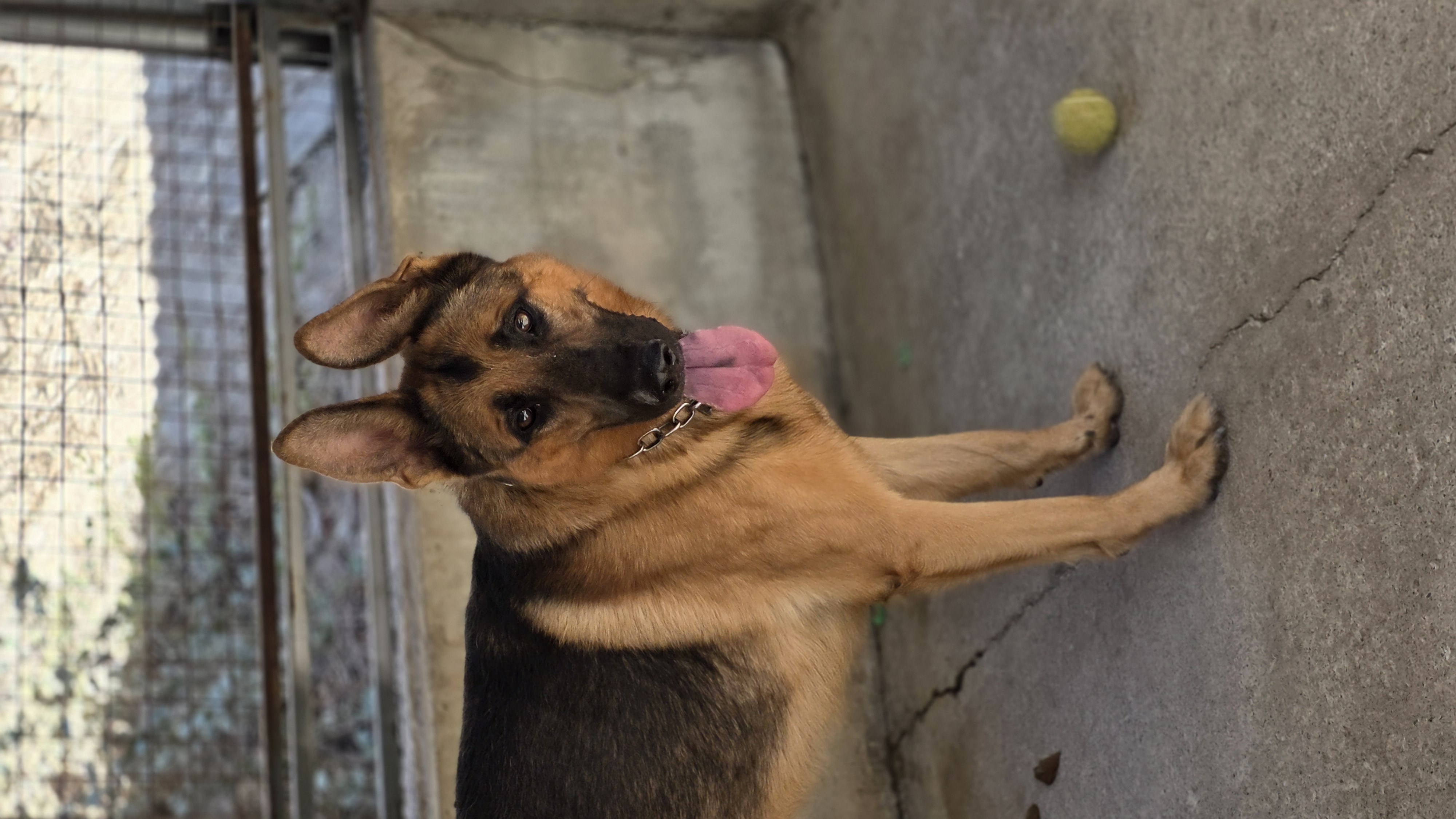 Aris - Successfully adopted rescued dog