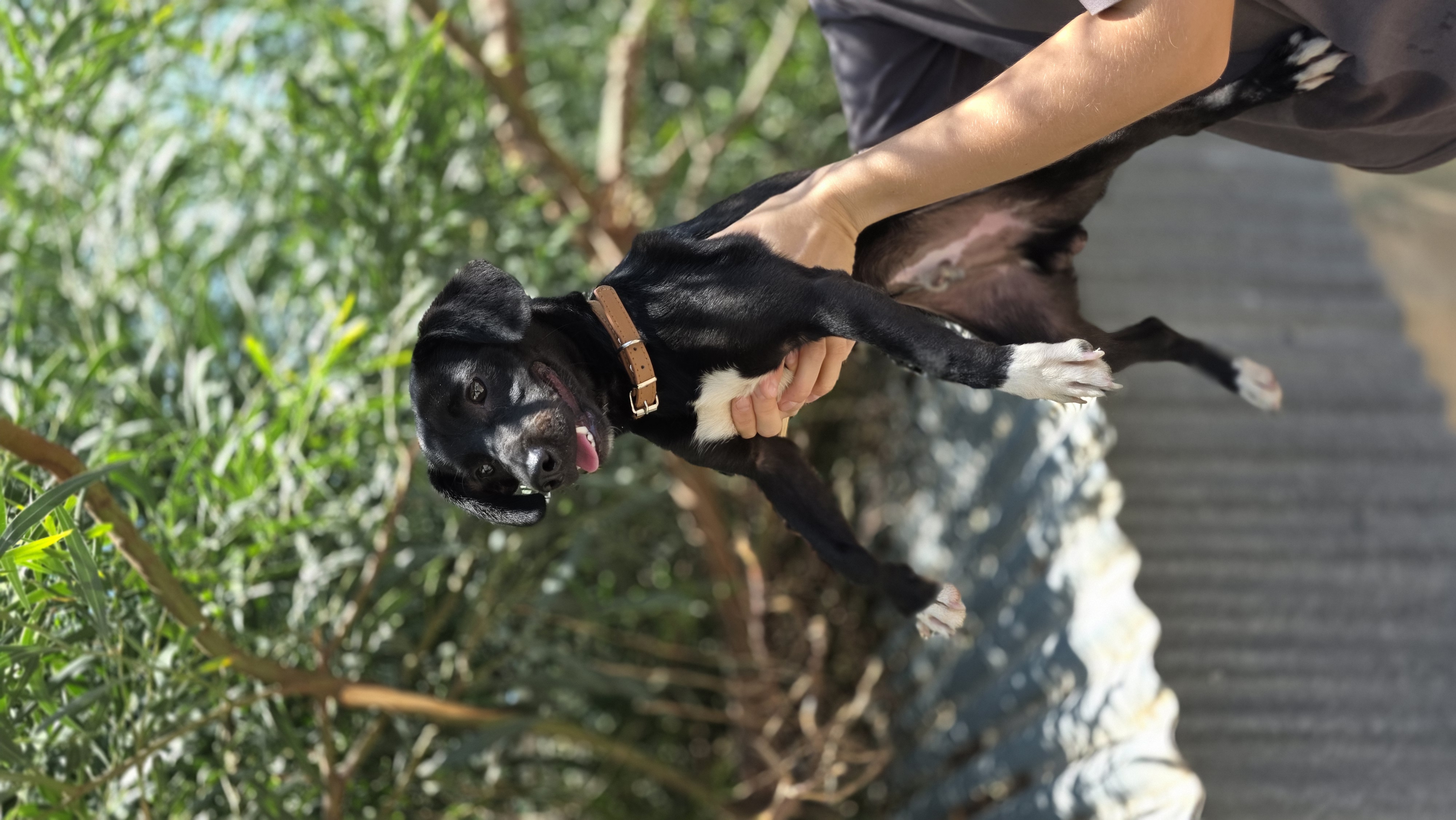 Banksy - Successfully adopted rescued dog