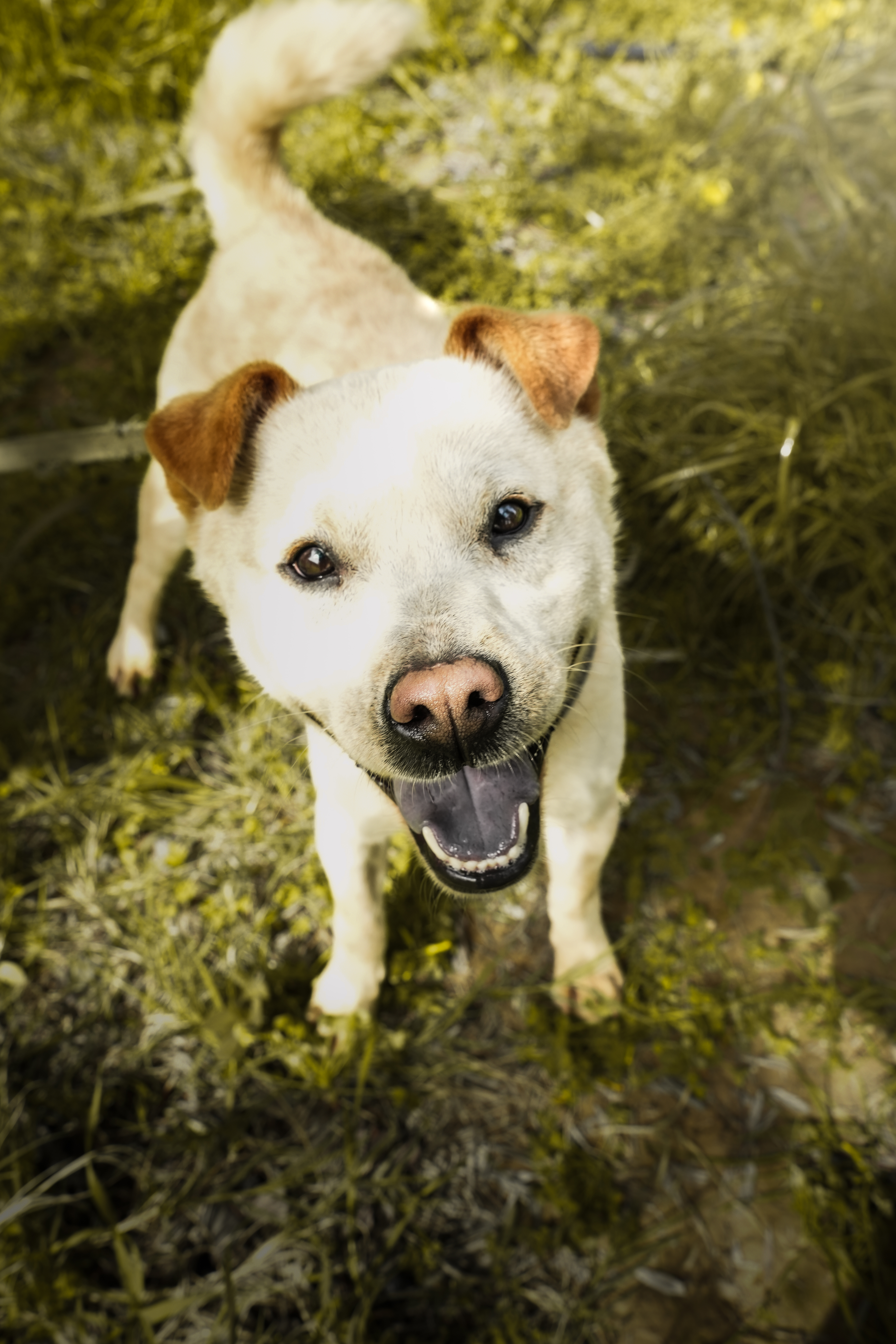 Bear - Successfully adopted rescued dog