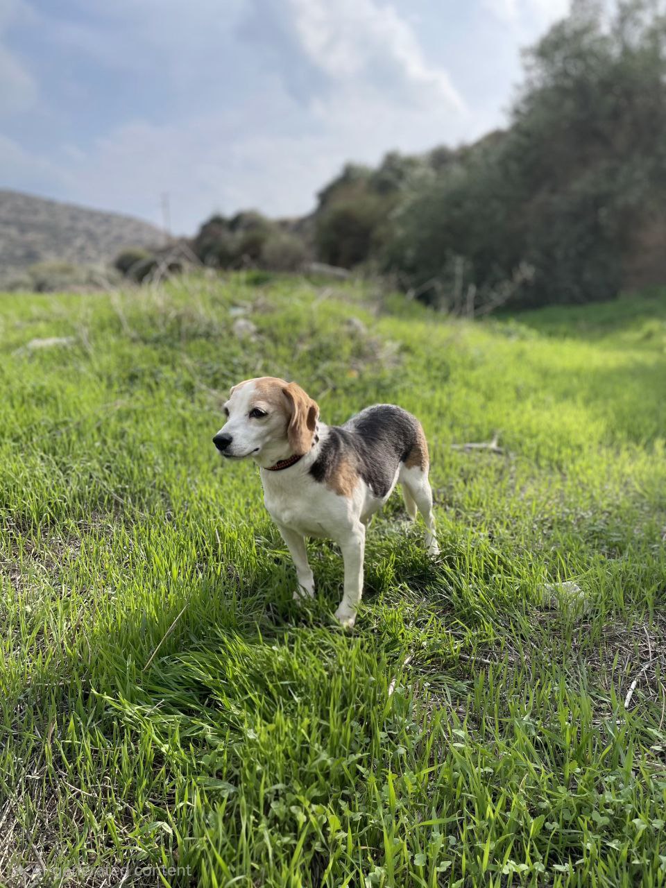 Bella - Successfully adopted rescued dog