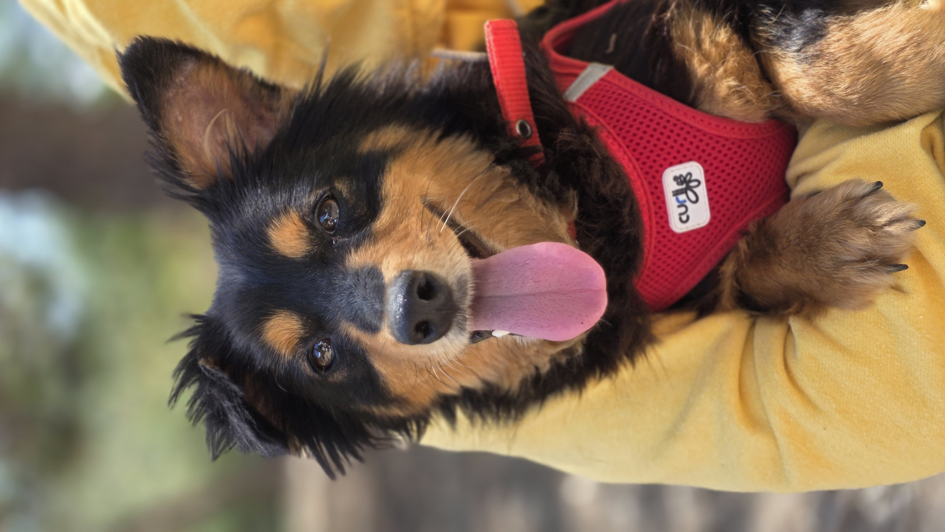 Betty - Successfully adopted rescued dog
