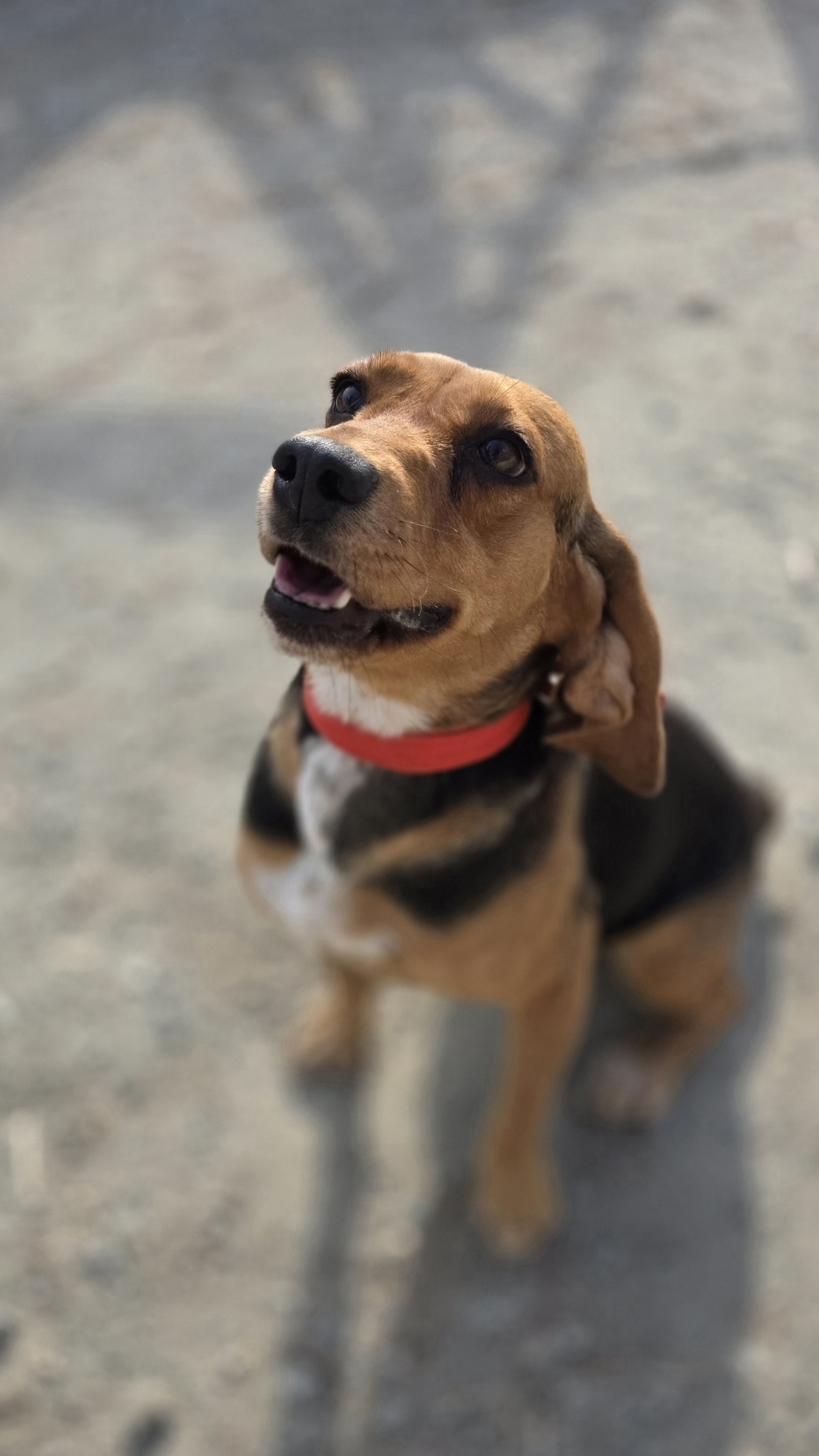 Cathy - Successfully adopted rescued dog