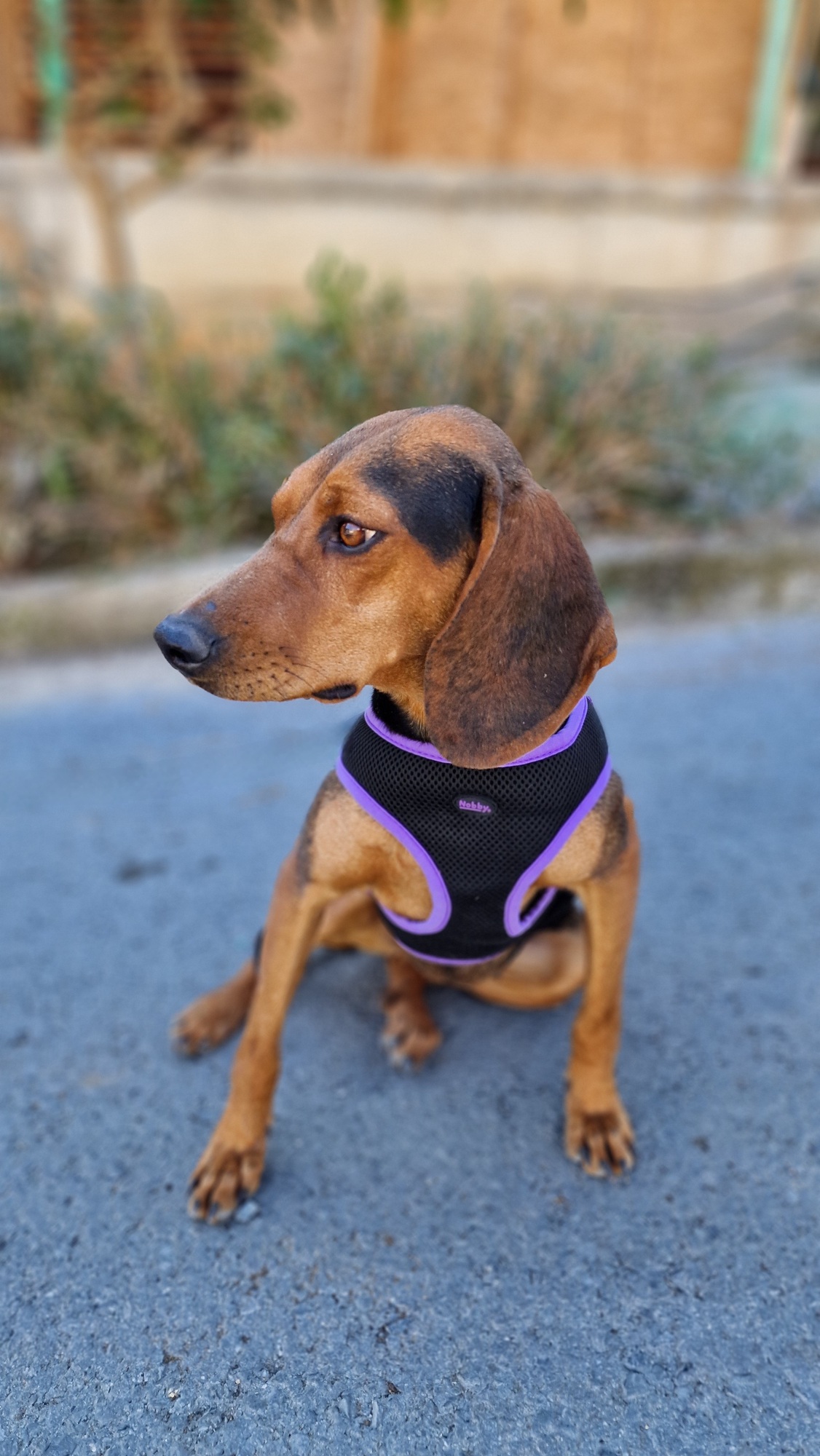 Chloe - Successfully adopted rescued dog