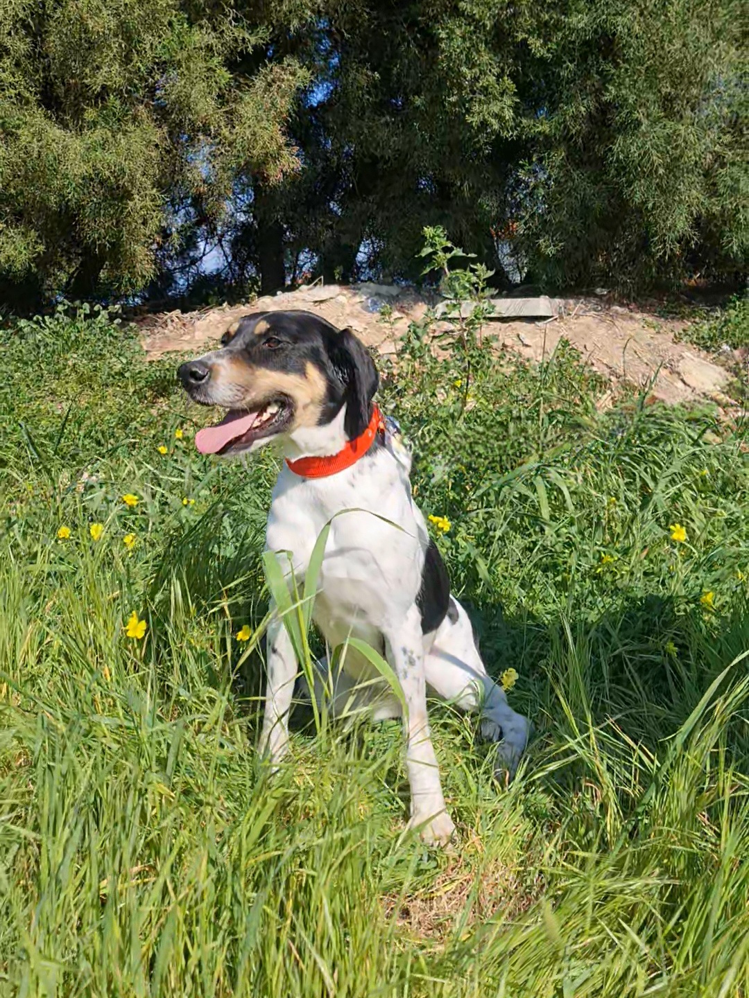 Dorothy - Successfully adopted rescued dog