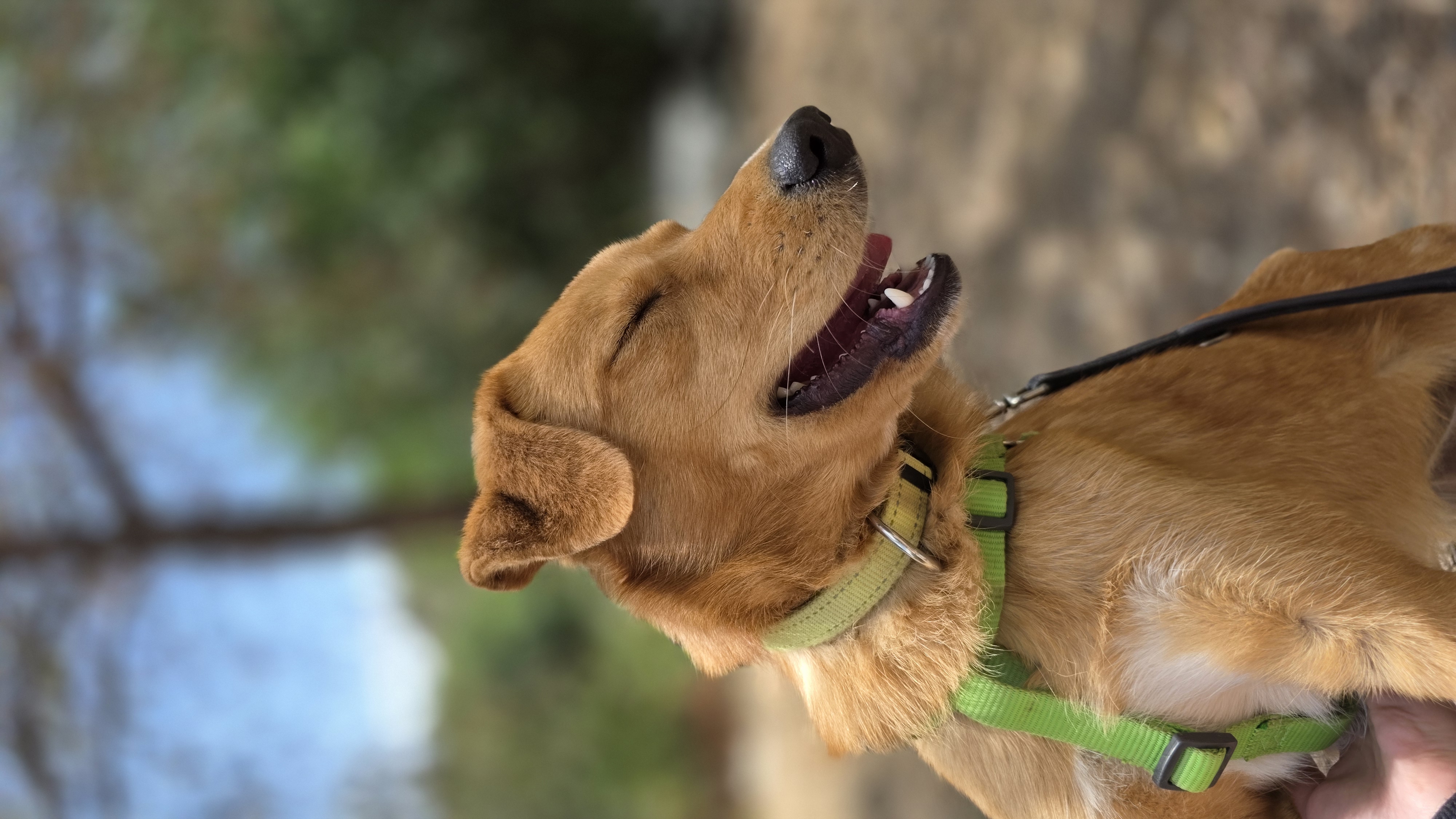 Freya - Successfully adopted rescued dog