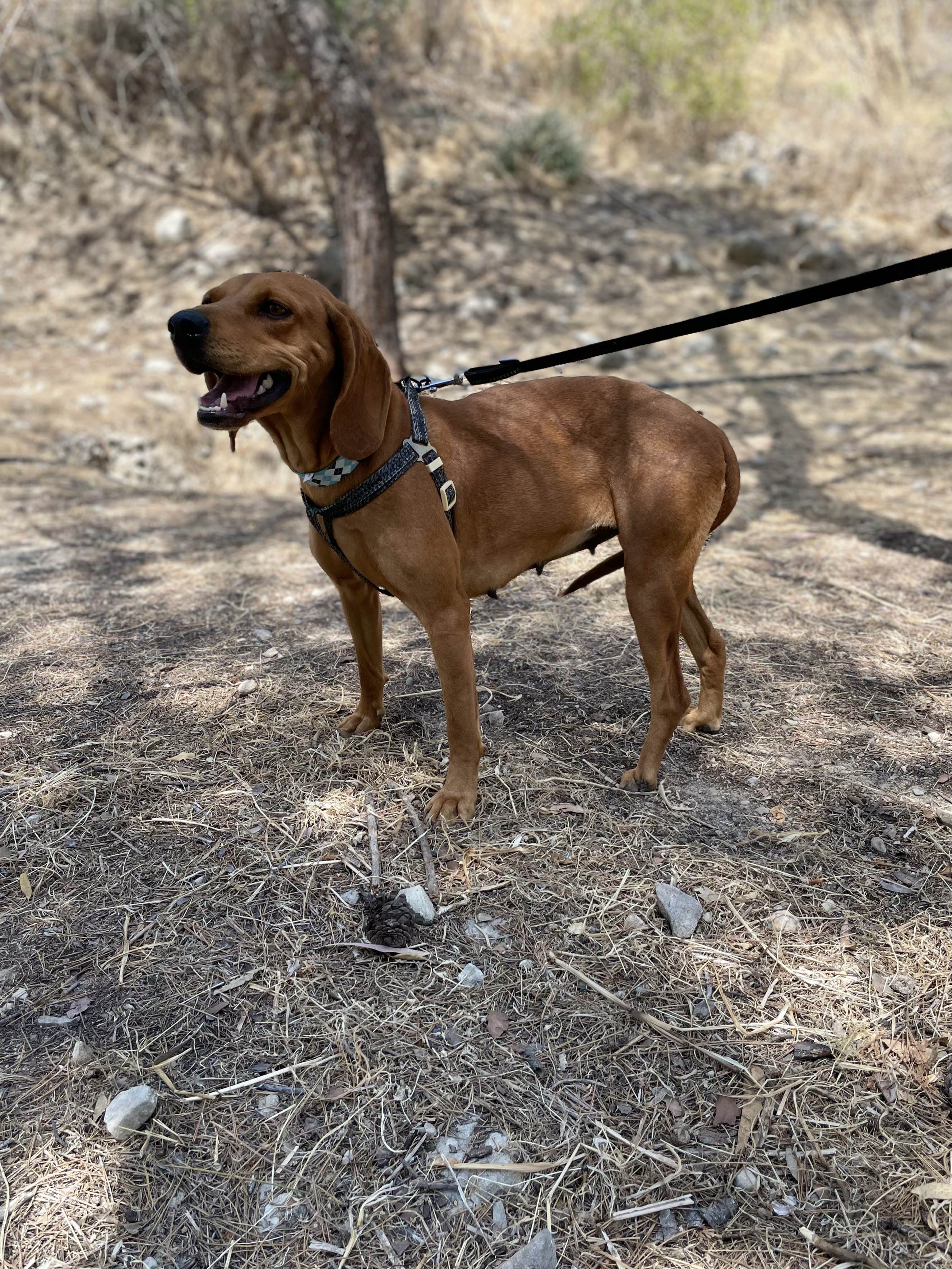 Gina - Successfully adopted rescued dog