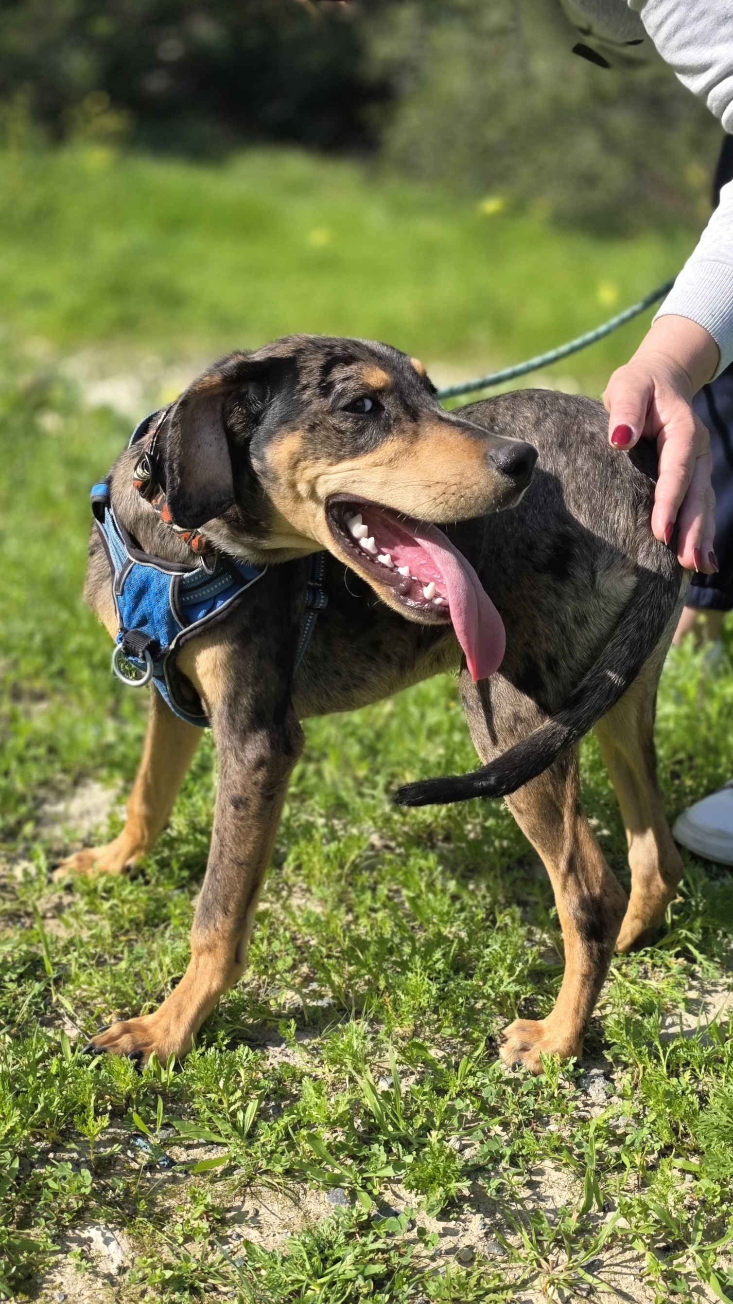 Harris - Successfully adopted rescued dog