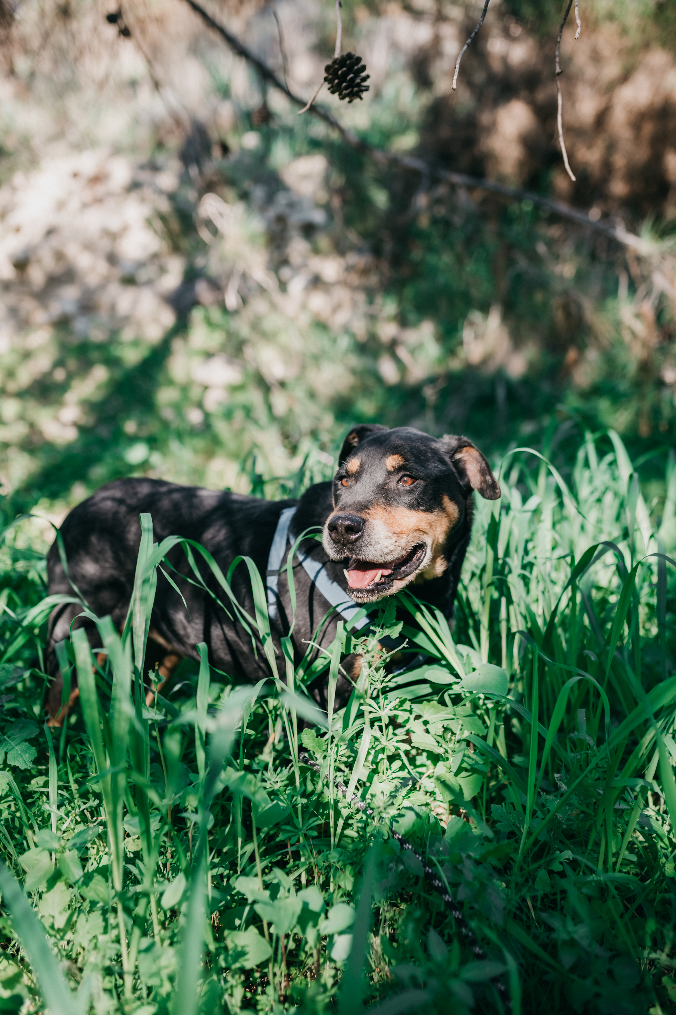 Kayla - Successfully adopted rescued dog