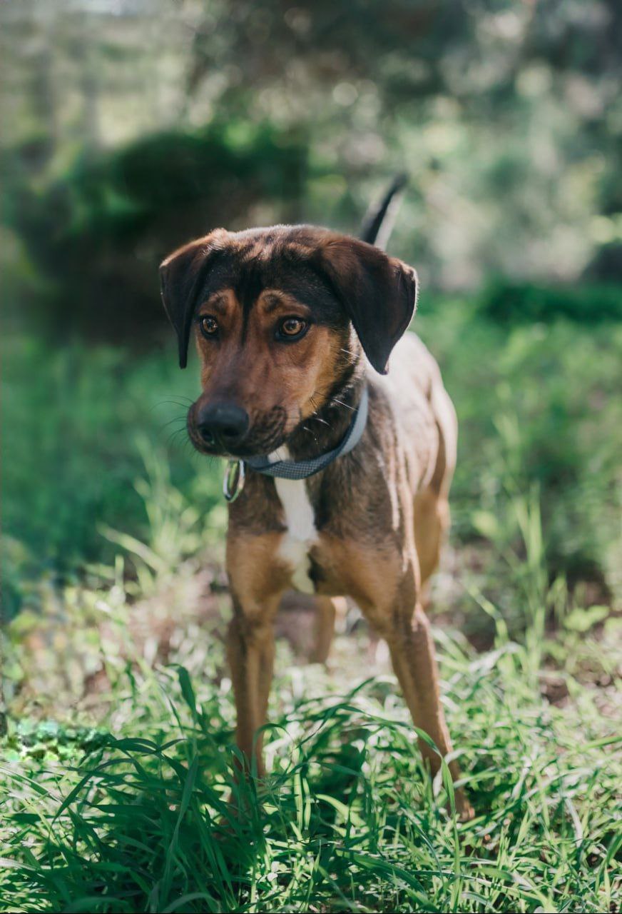 Kodi - Successfully adopted rescued dog