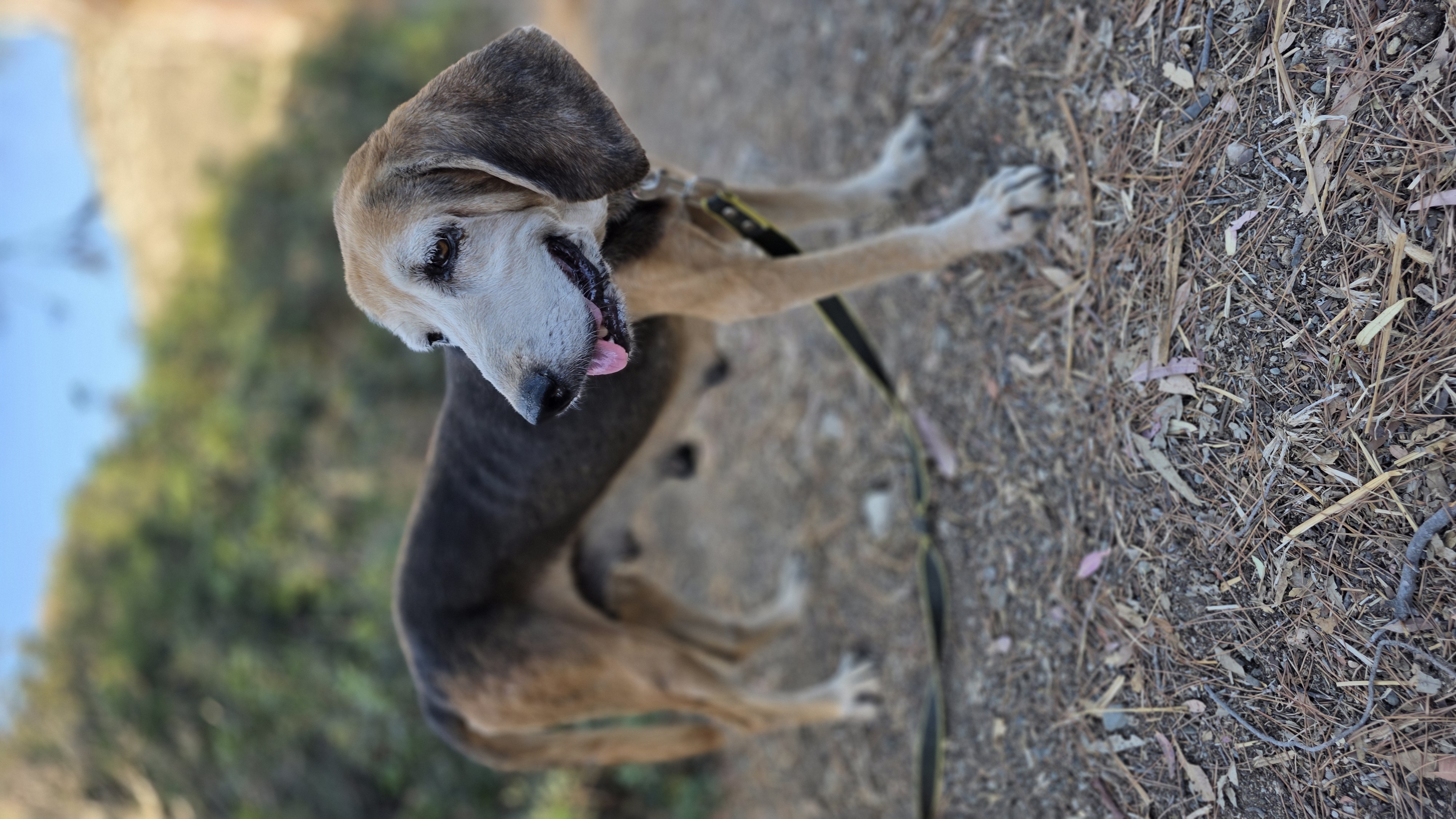 Kyproula - Successfully adopted rescued dog