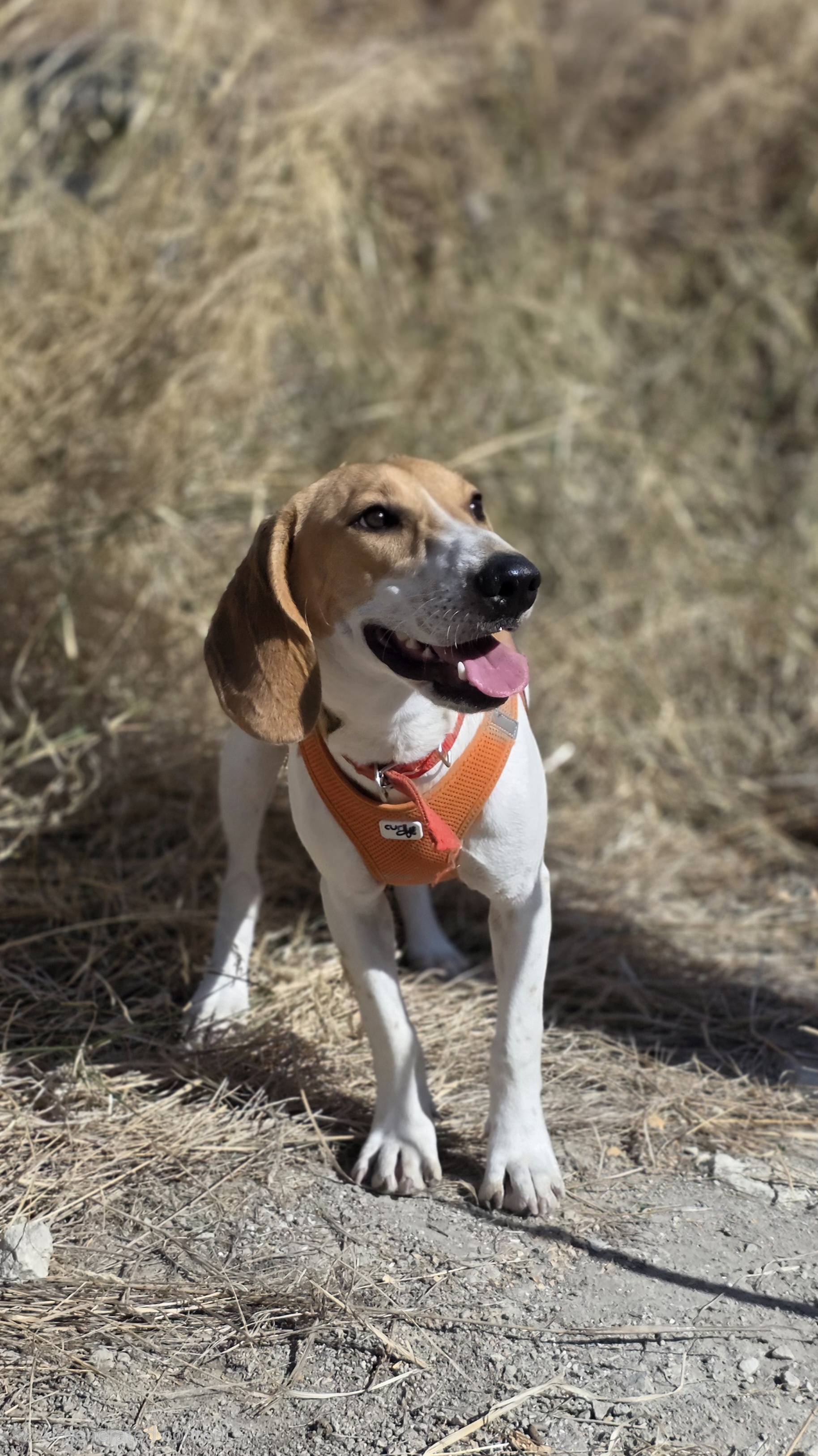 Leia - Successfully adopted rescued dog