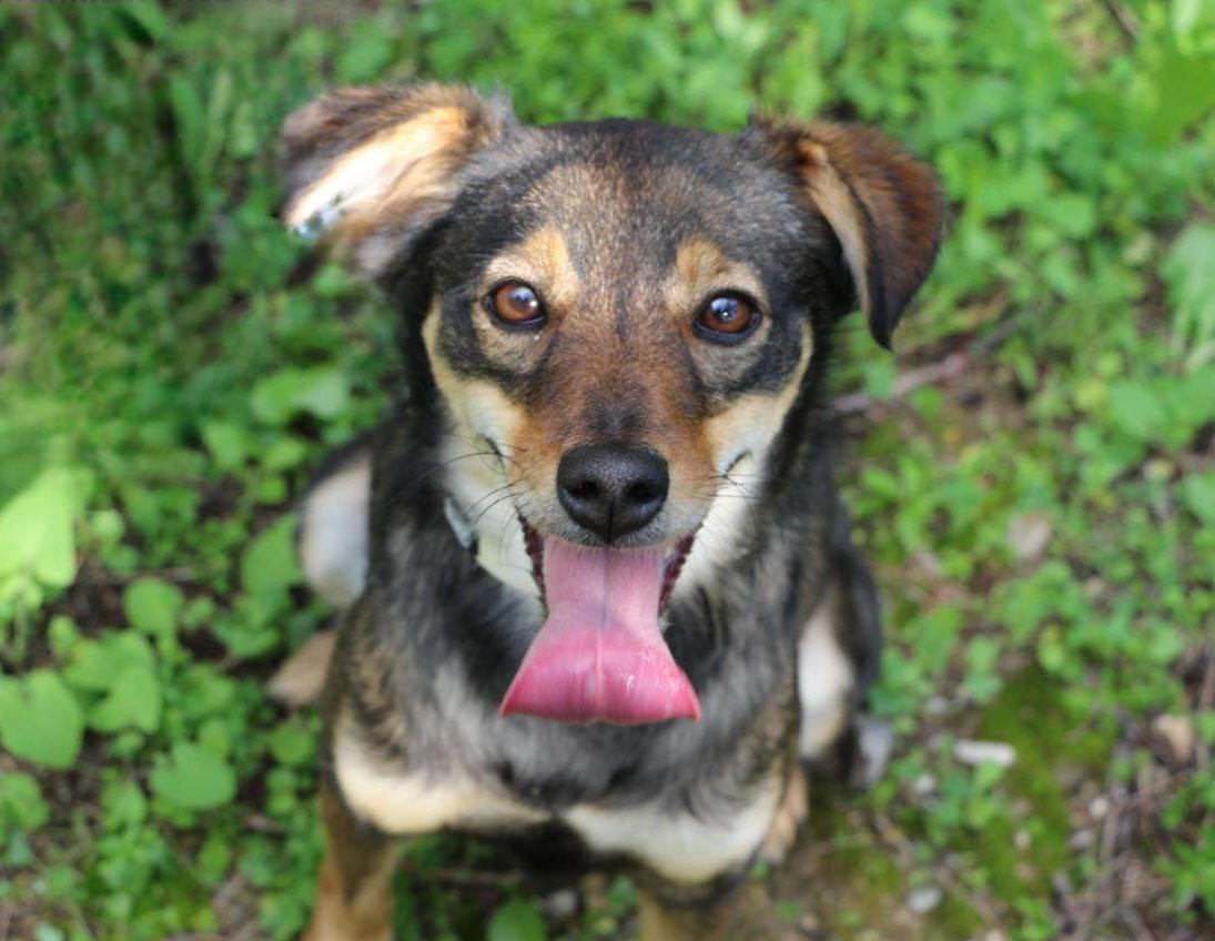 Luna - Successfully adopted rescued dog