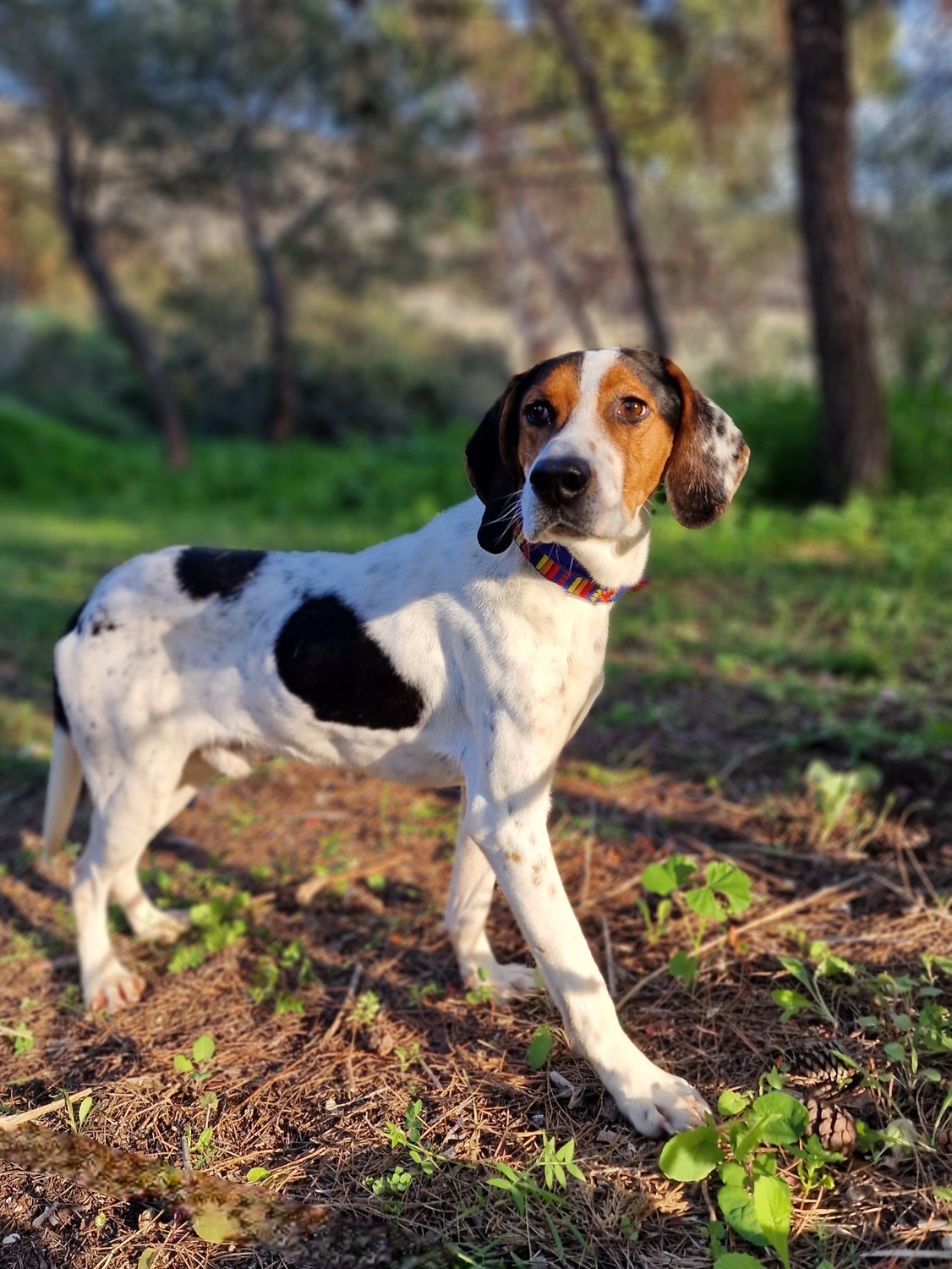 Marlo - Successfully adopted rescued dog