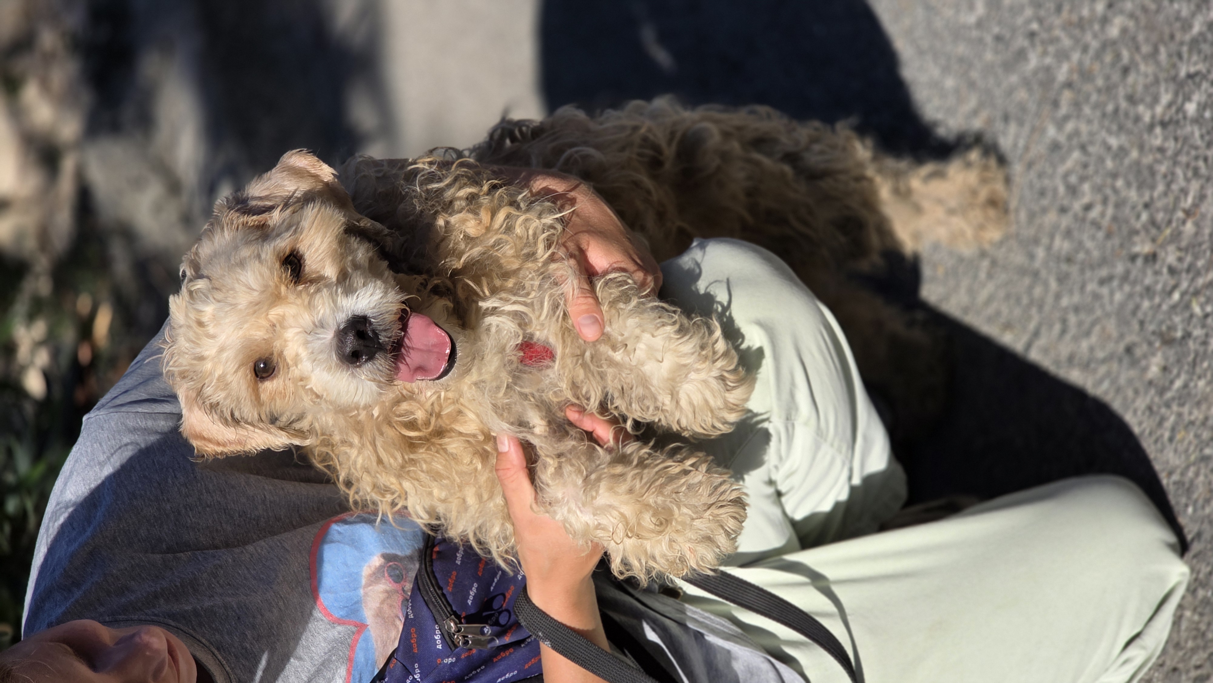 Mars - Successfully adopted rescued dog