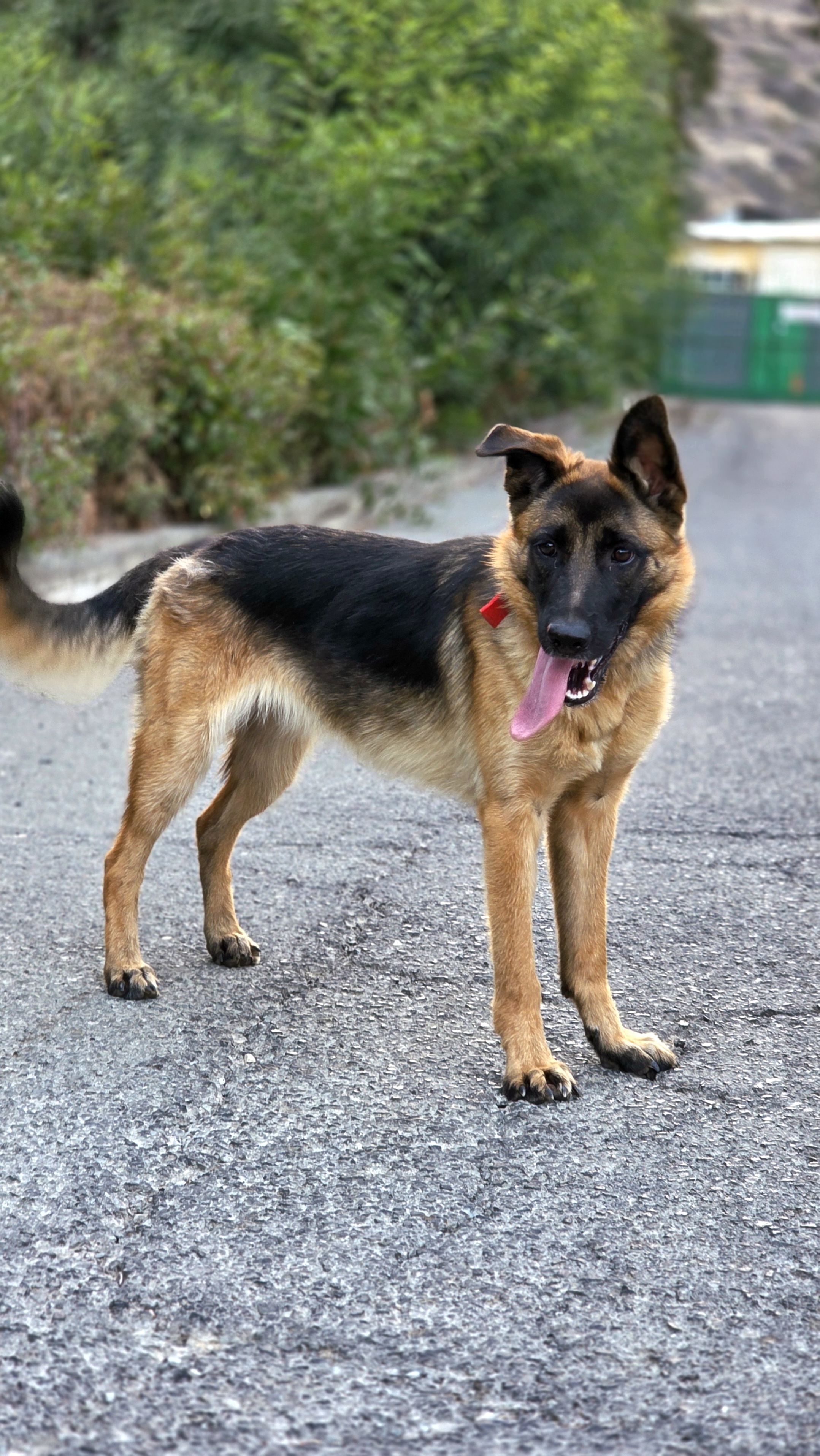 Nala - Successfully adopted rescued dog