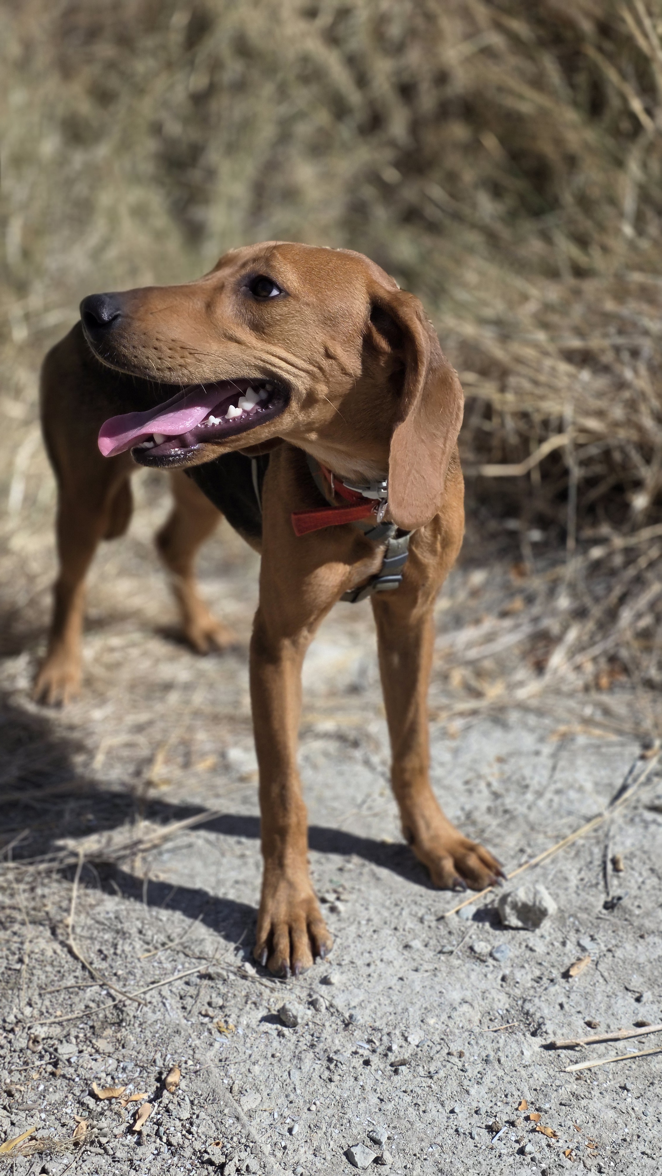 Nora - Successfully adopted rescued dog