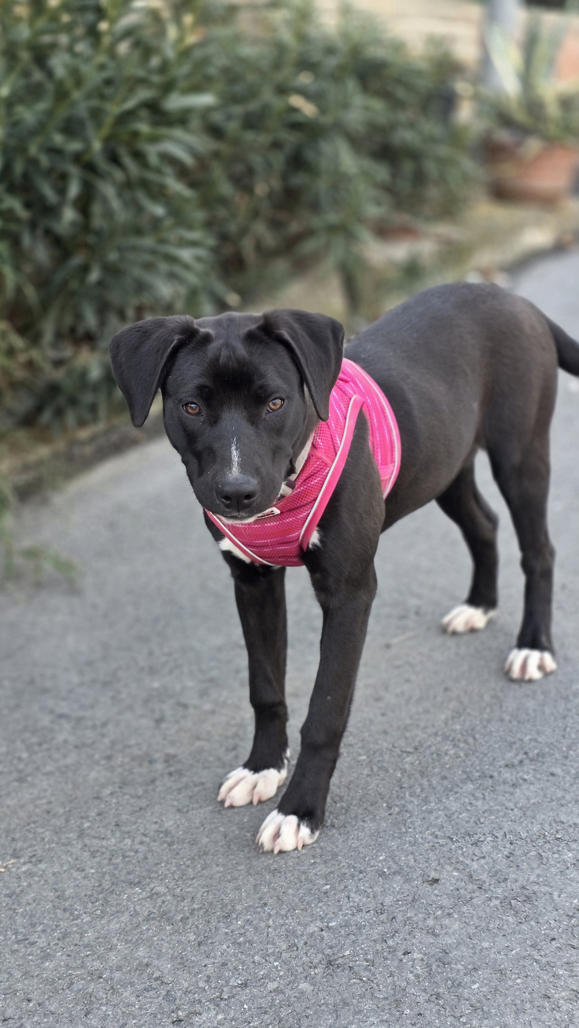 Orea - Successfully adopted rescued dog