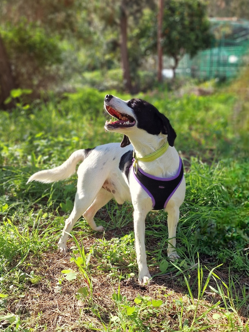 Oreo - Successfully adopted rescued dog