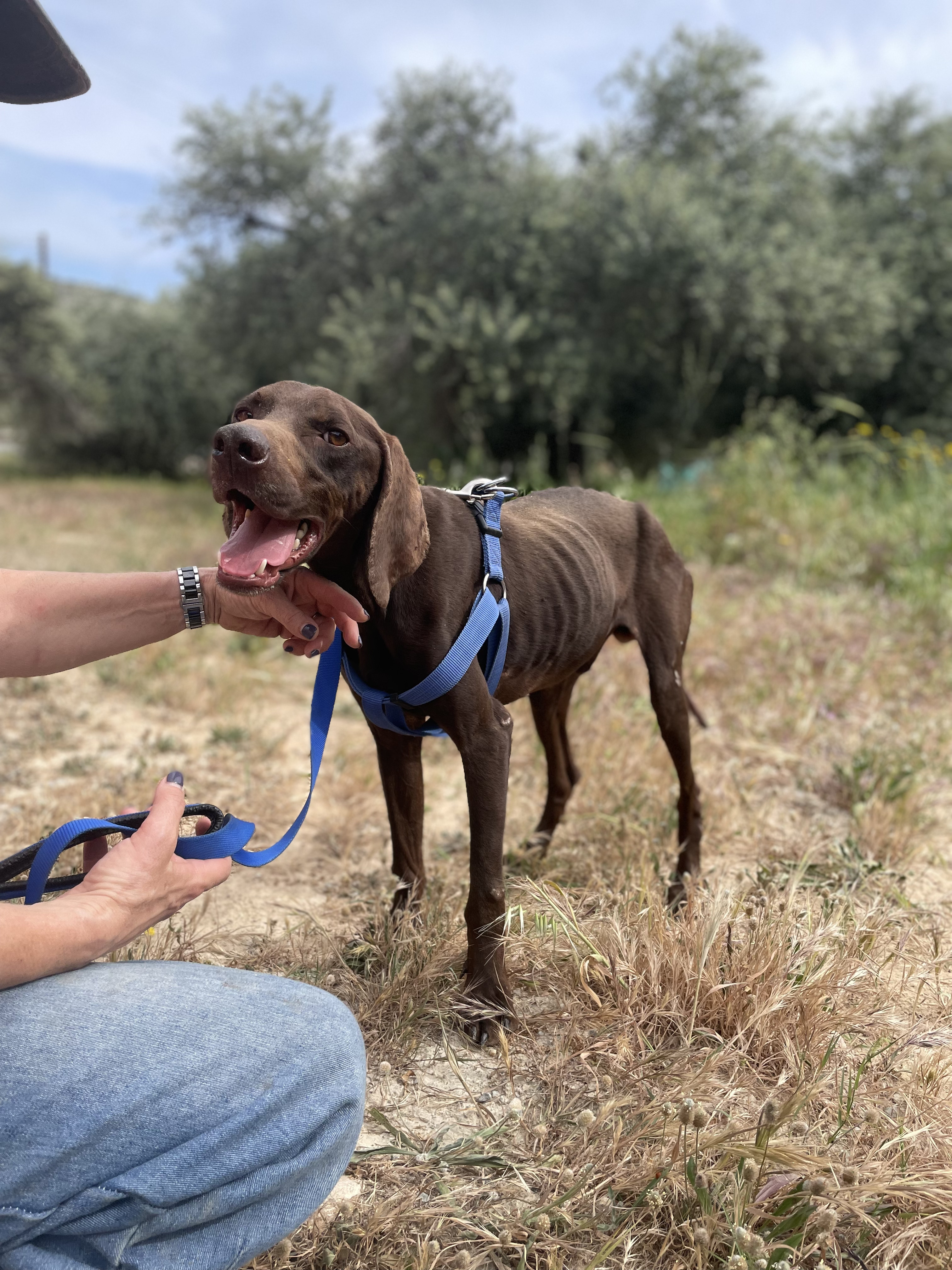 Rony - Successfully adopted rescued dog