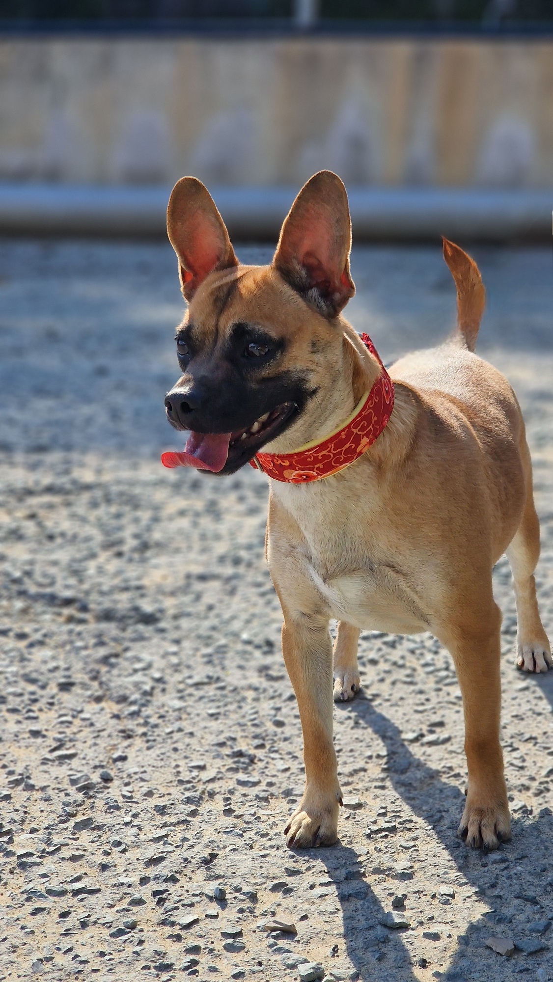 Sandy - Successfully adopted rescued dog