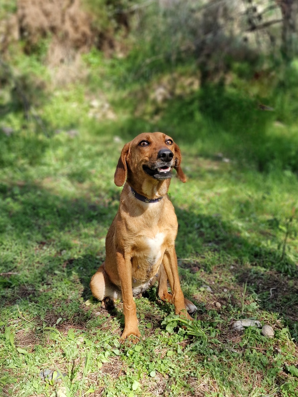 Scarlet - Successfully adopted rescued dog