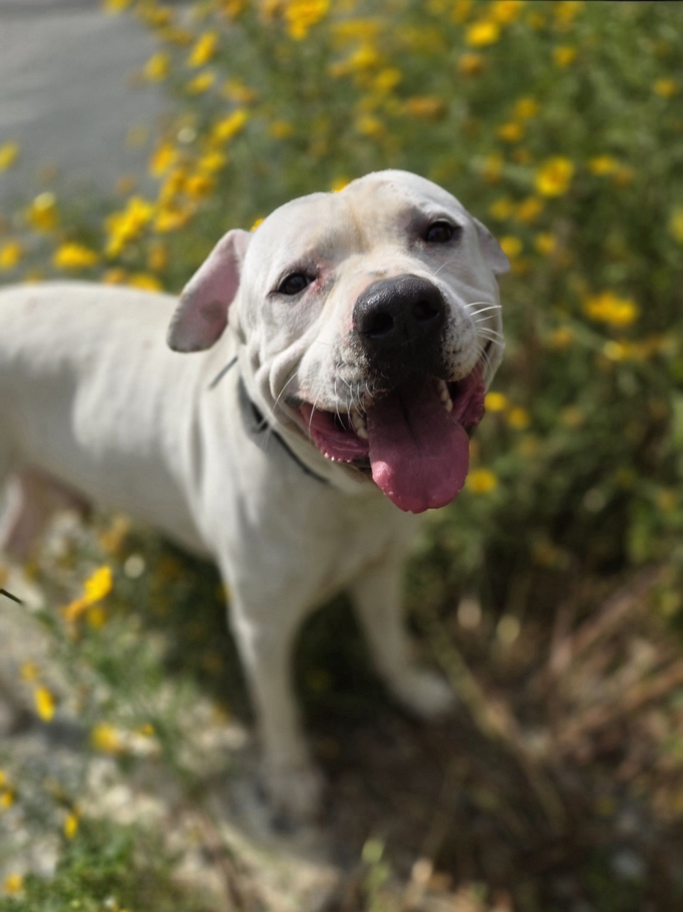 Winston - Successfully adopted rescued dog