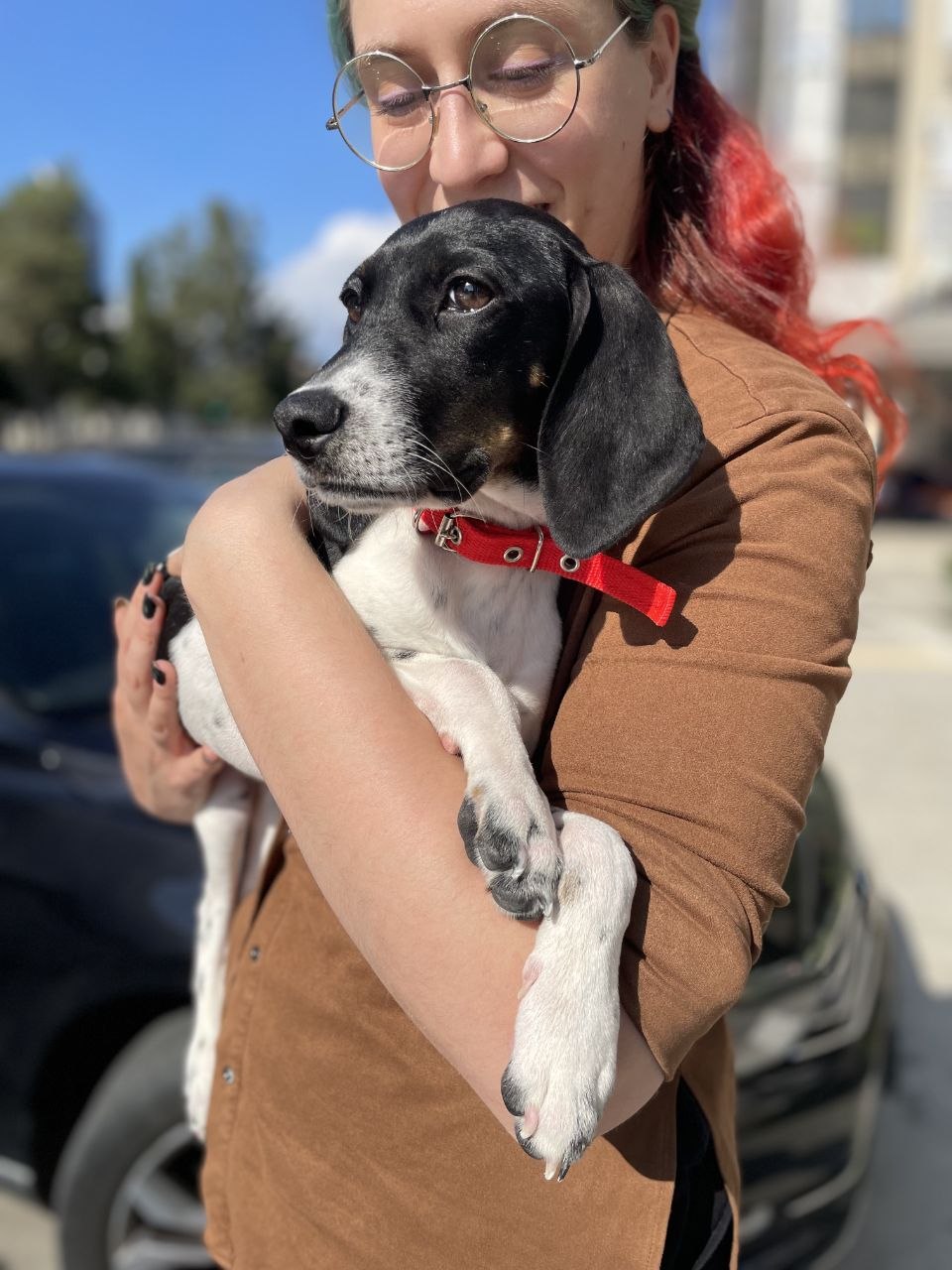 Abi - Successfully adopted rescued dog