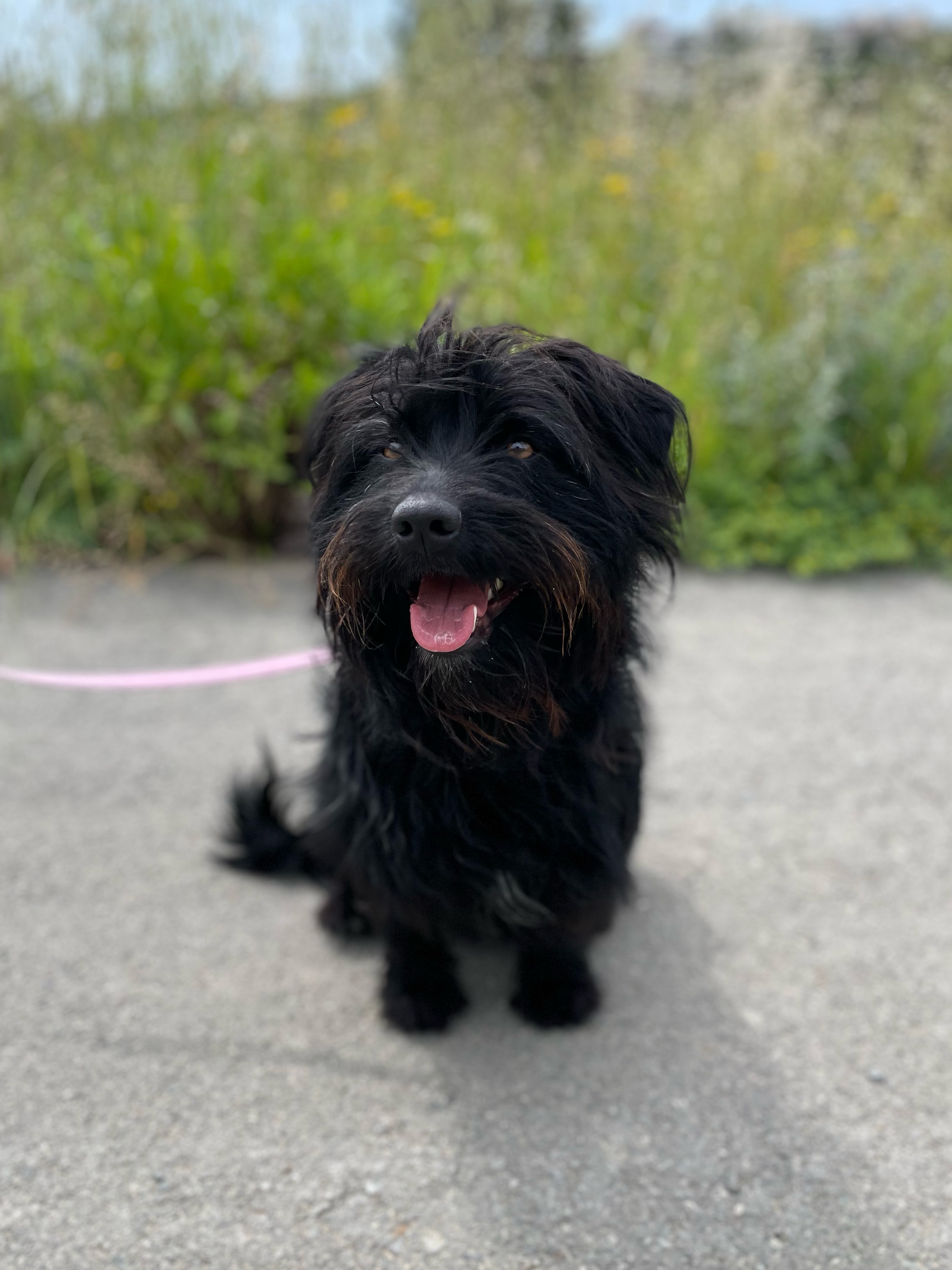 Aster - Successfully adopted rescued dog