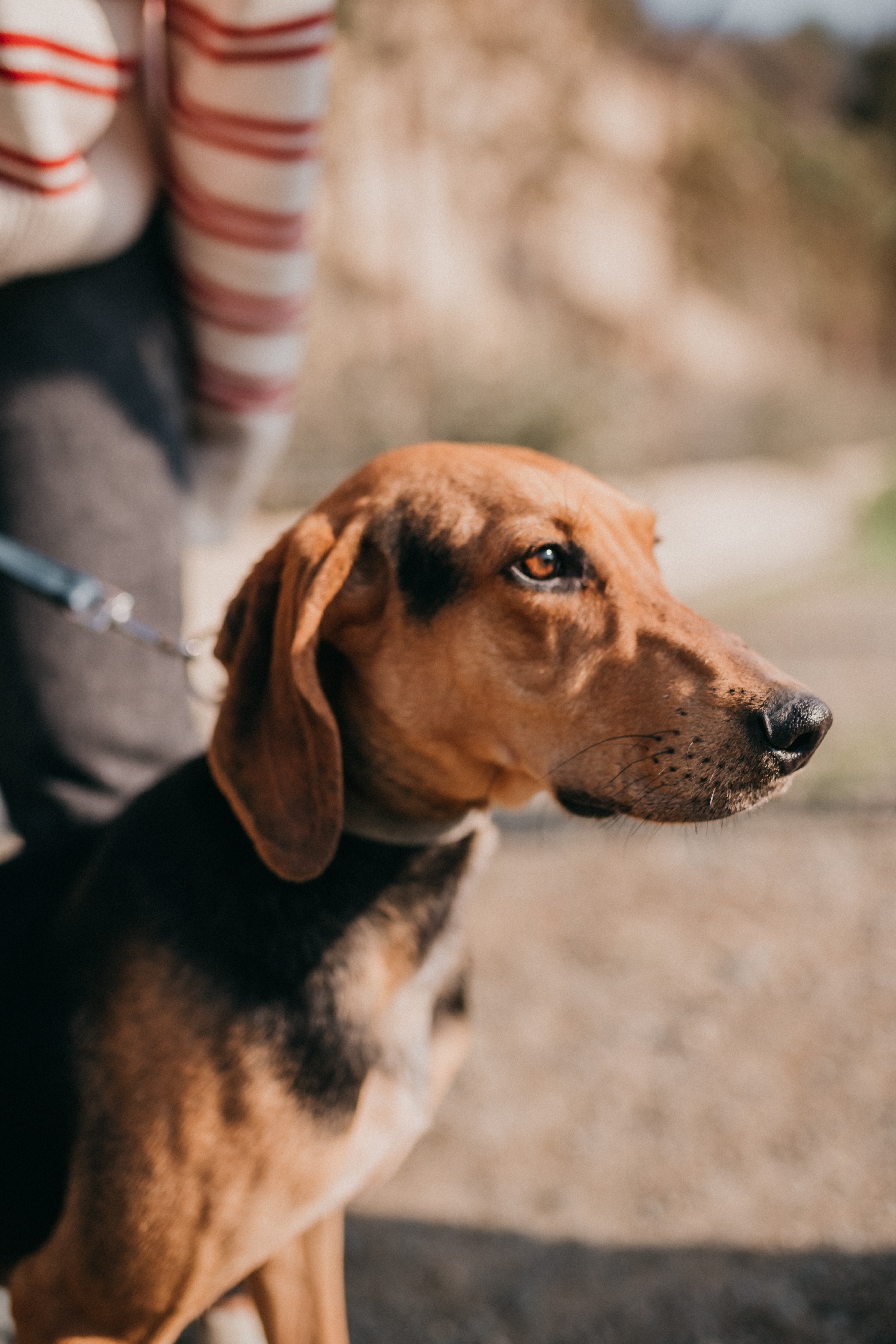 Bailey - Successfully adopted rescued dog