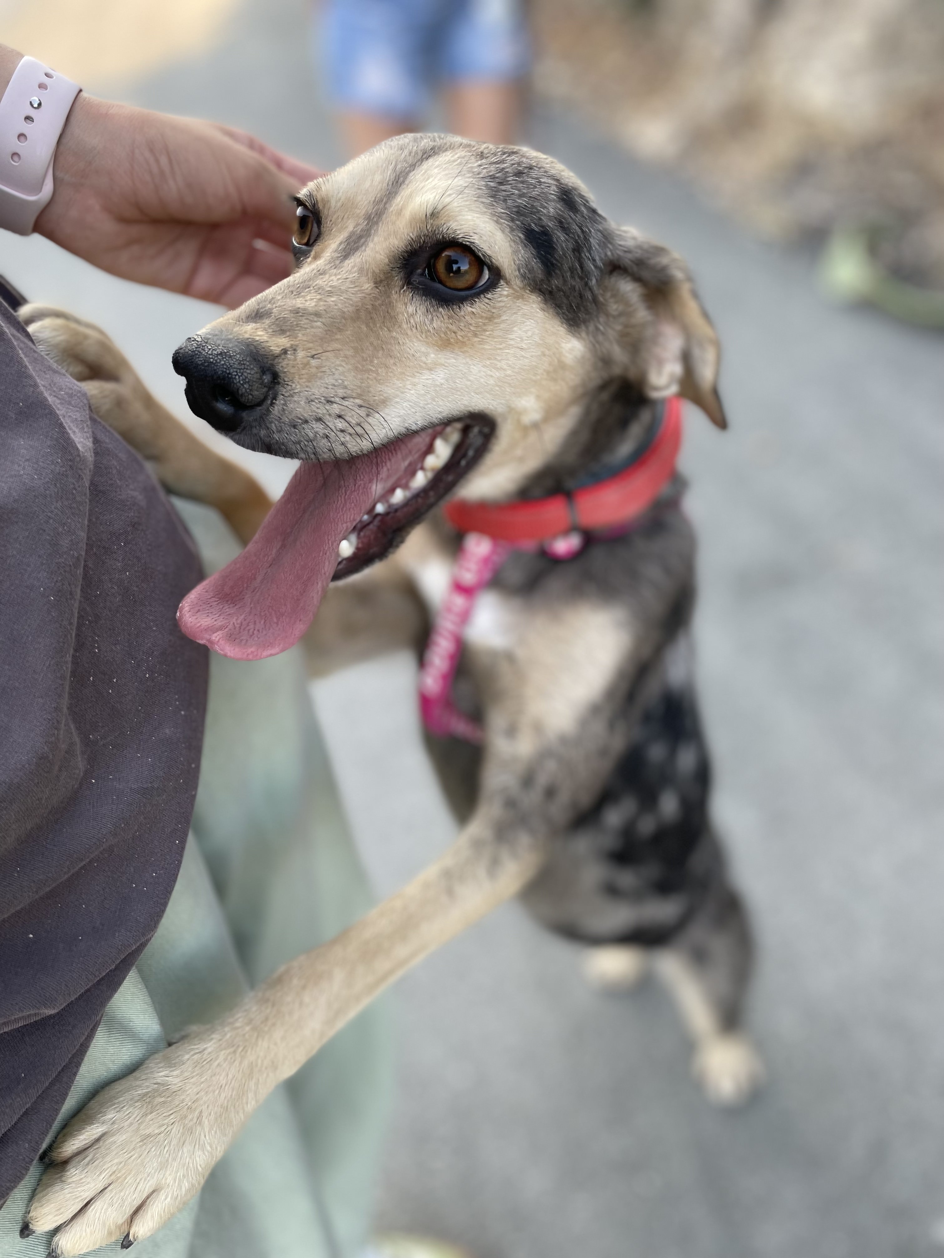 Cookie - Successfully adopted rescued dog