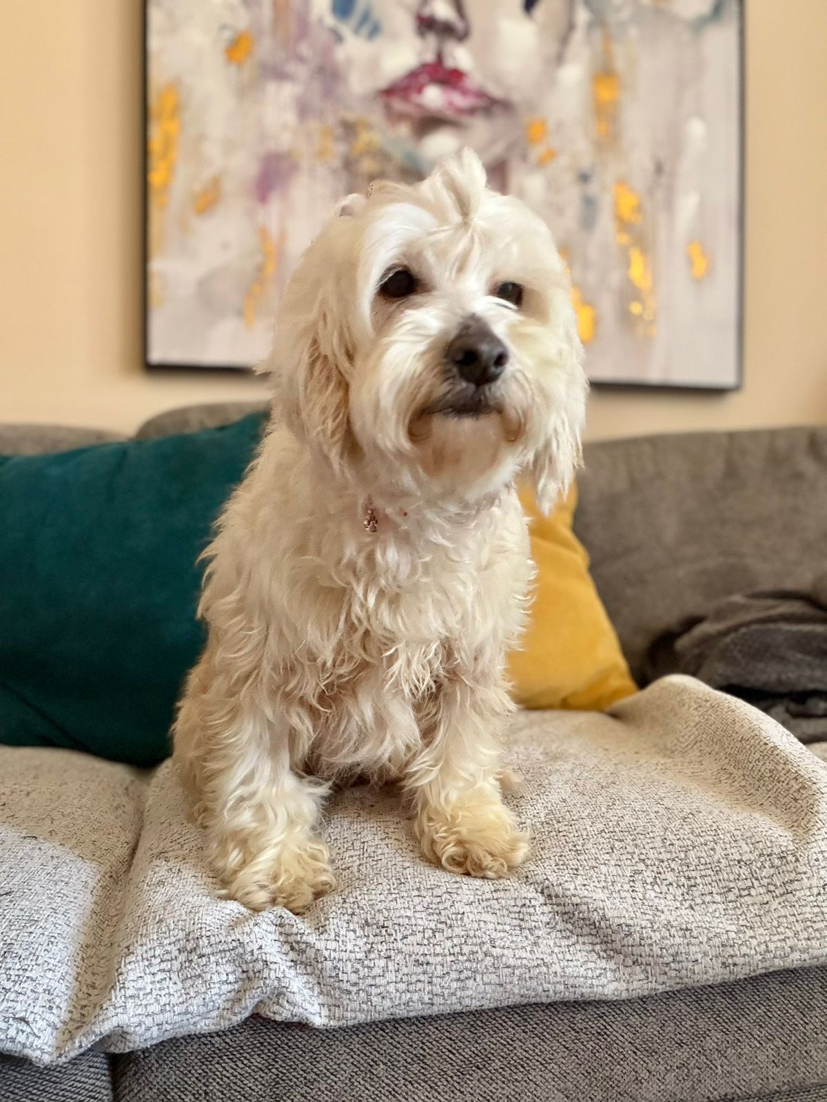 Daisy - Successfully adopted rescued dog